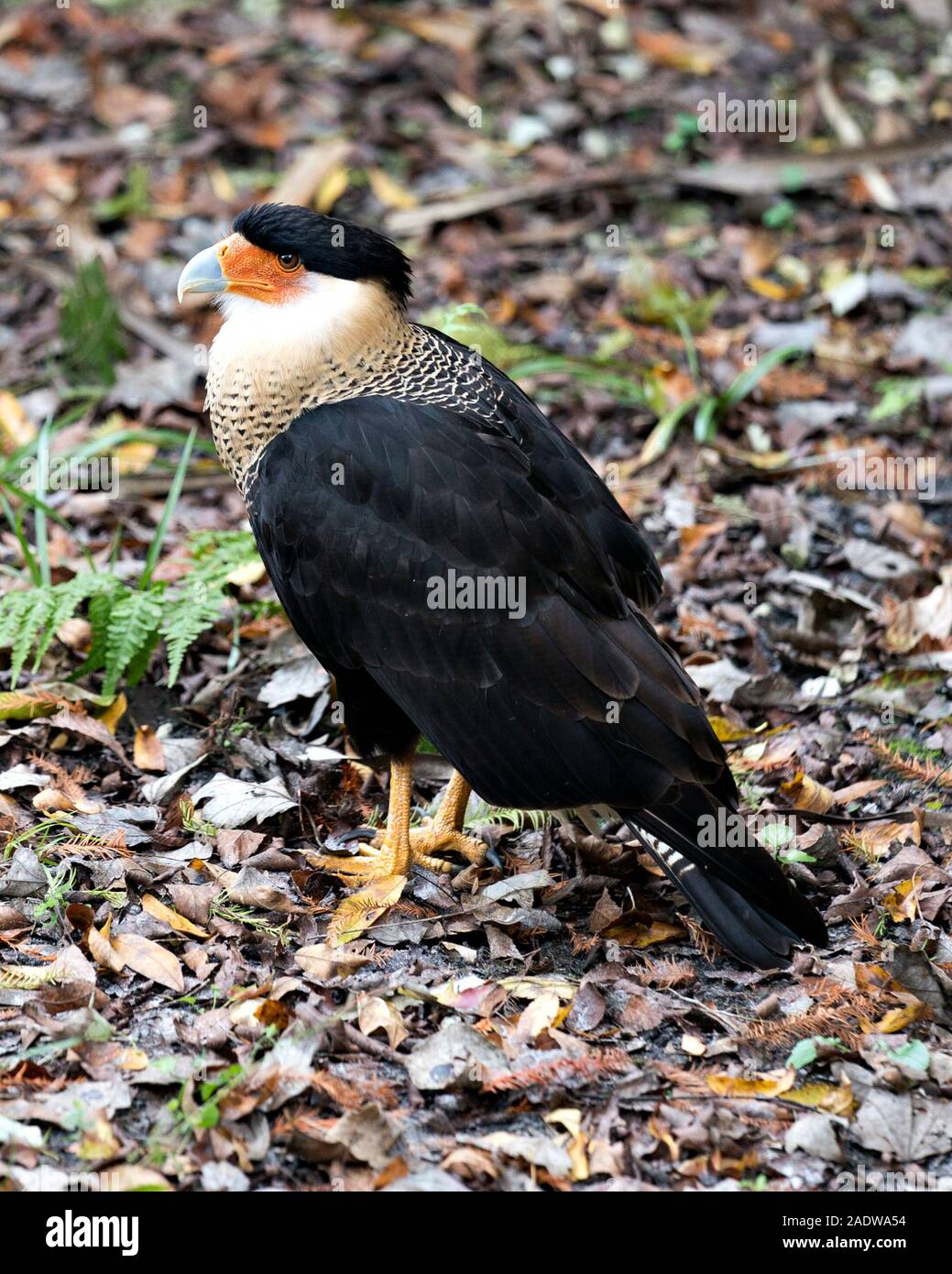 Oiseau Caracara close-up Vue de profil avec un fond de feuillage. Banque D'Images