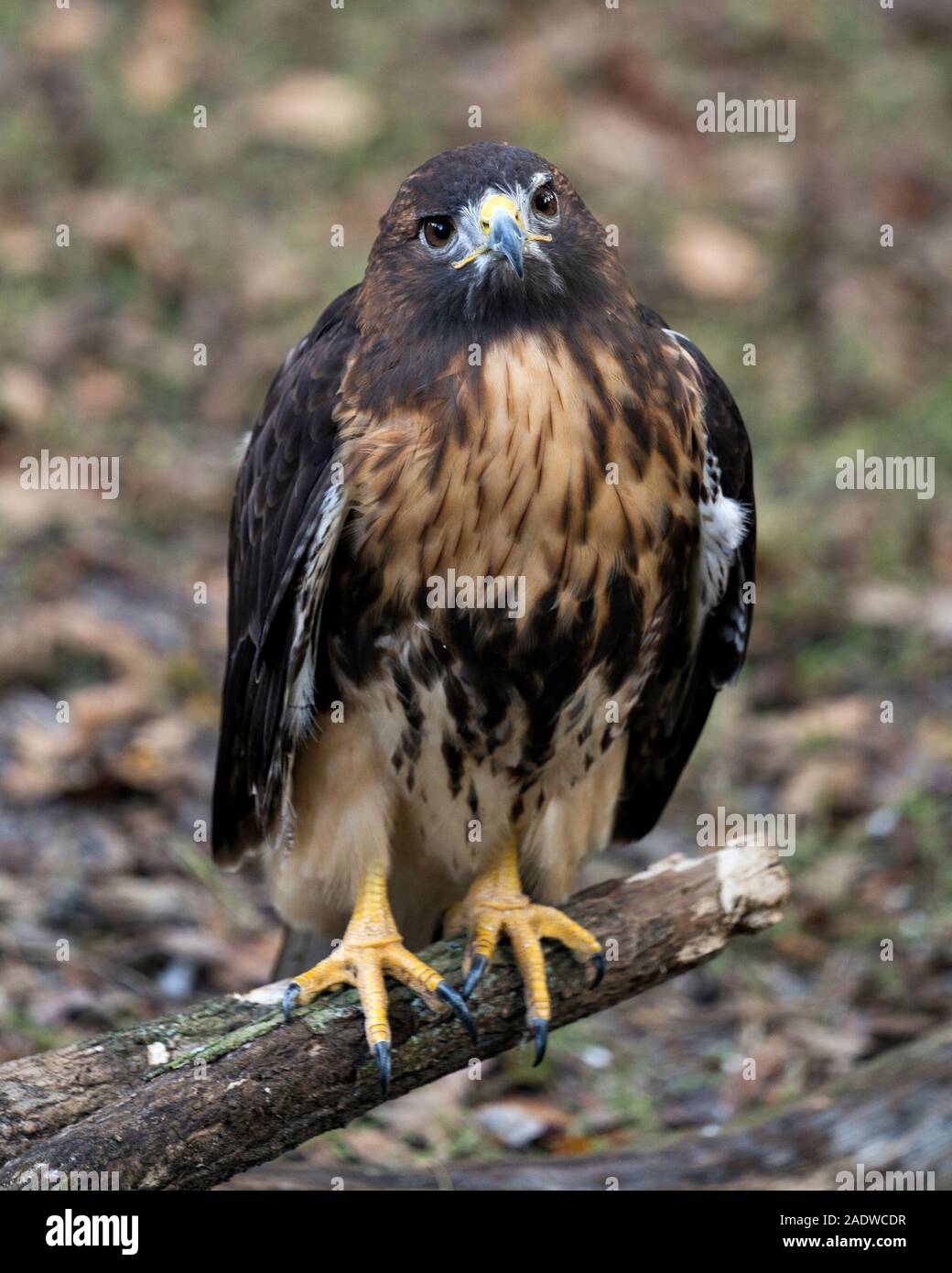 Oiseau faucon close-up Vue de profil avec un arrière-plan flou perché sur une branche d'arbre Se connecter tout en exposant son corps, tête, yeux, bec, le plumage de la queue, Banque D'Images