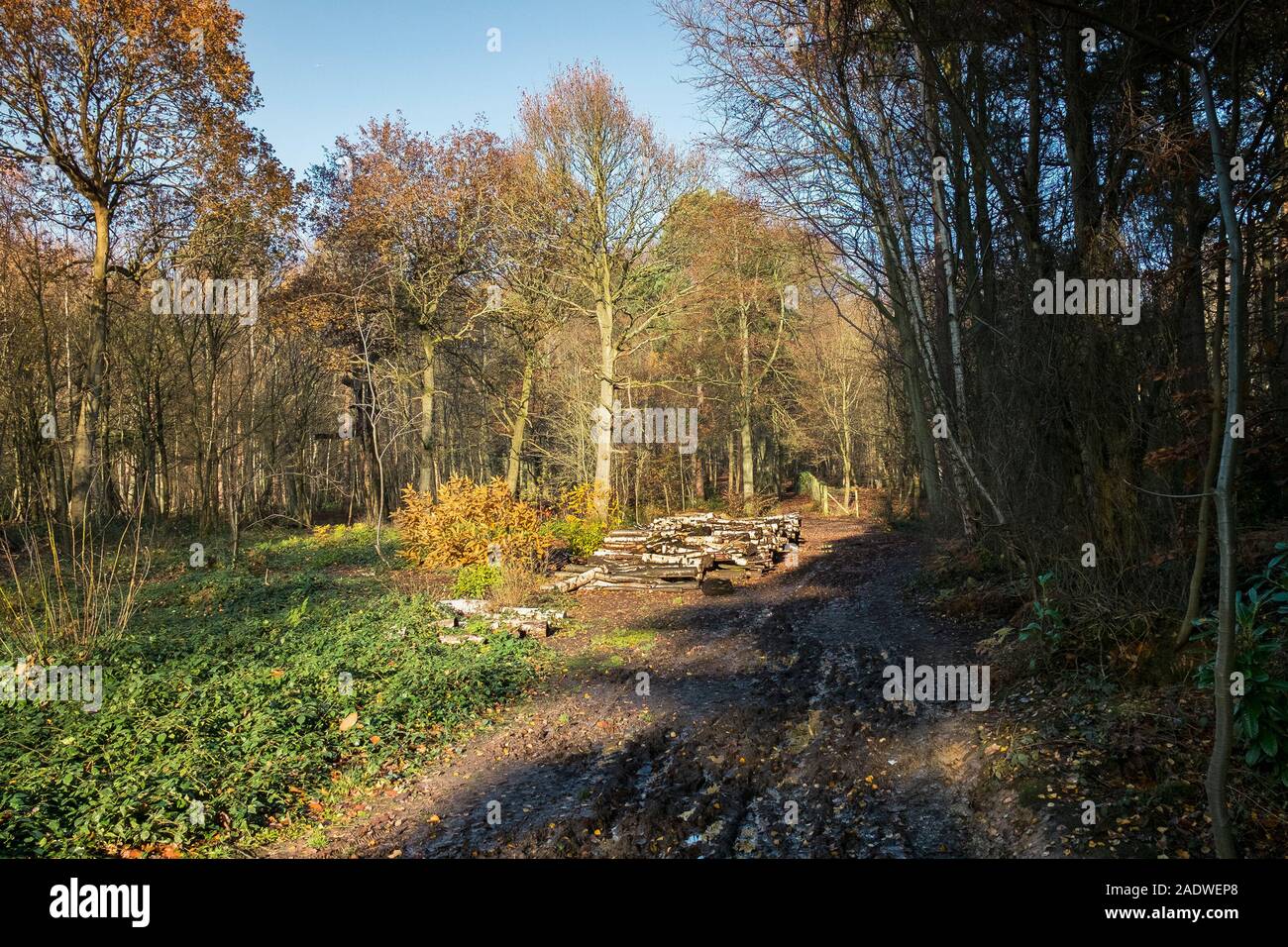 Des piles de journaux comme partie de la gestion des forêts et à l'ouverture de nouveaux sentiers à Thorndon Park à Brentwood dans l'Essex. Banque D'Images