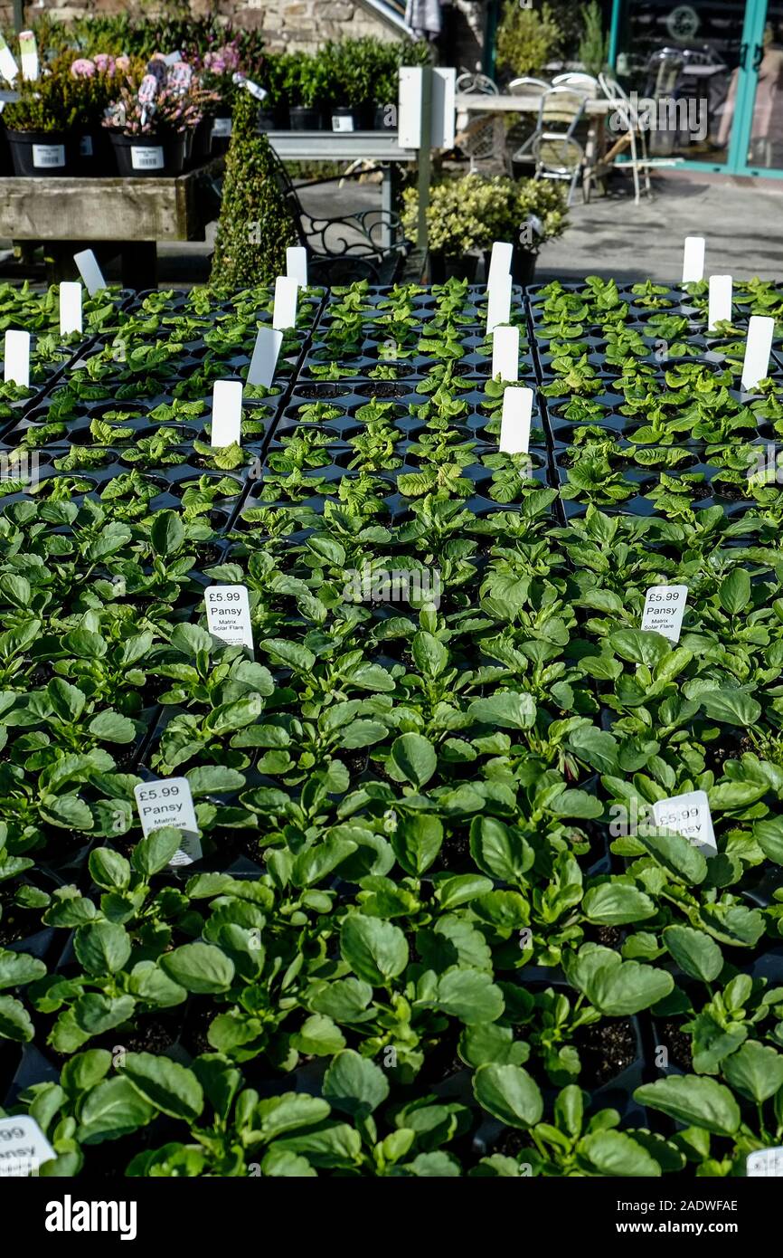 Les plateaux de plantes Pansy en vente dans un centre de jardinerie pépinière. Banque D'Images