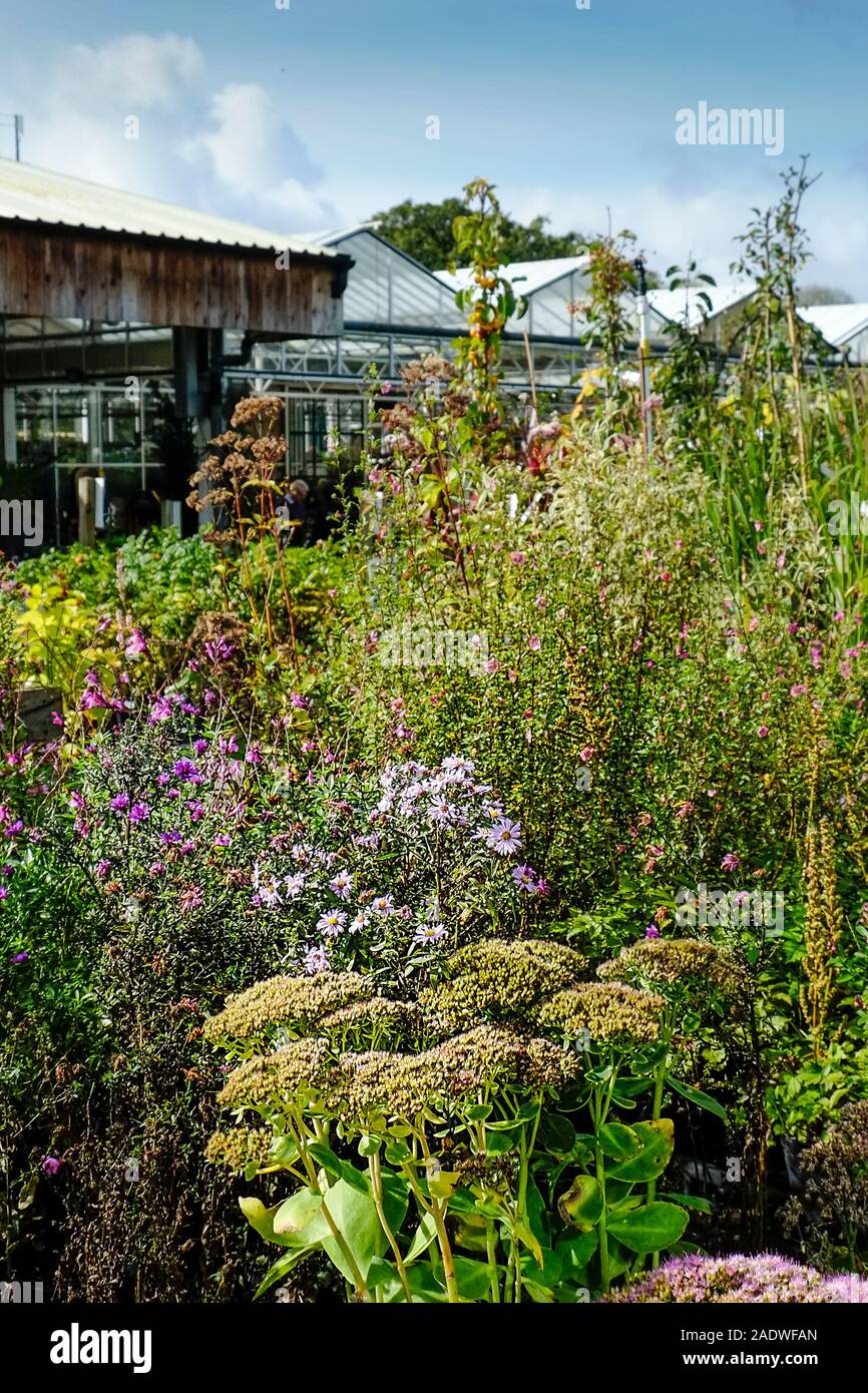 Des arbustes et des plantes sur l'affichage et à la vente dans un centre de jardin pépinière. Banque D'Images