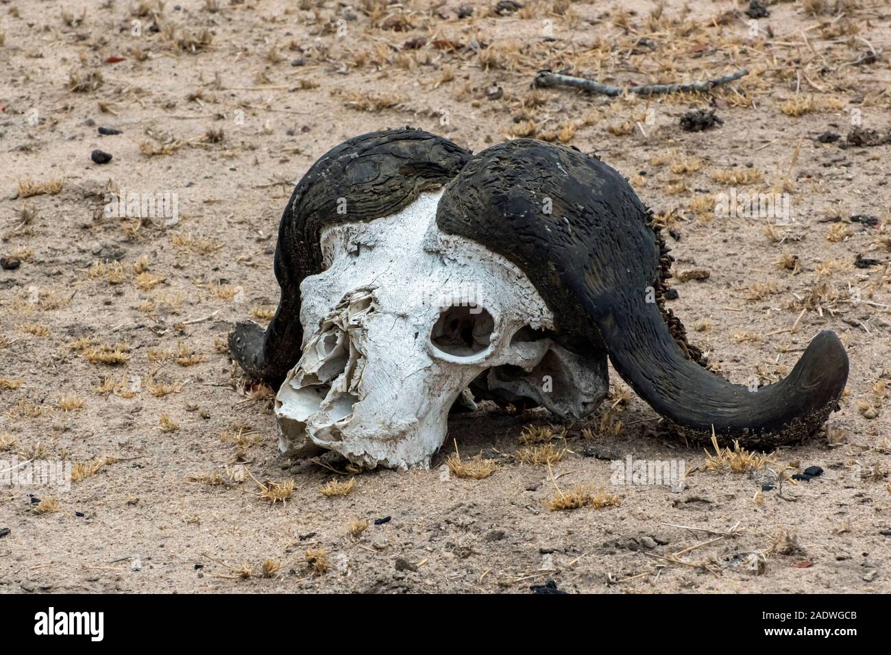 Buffle en décomposition dans le crâne de soleil africain Banque D'Images
