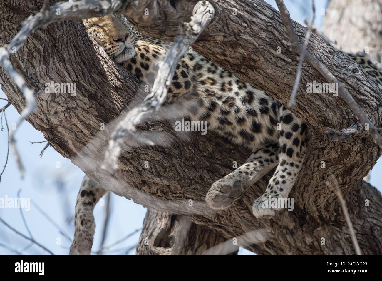 Belle leopard (Panthera pardus) dans l'arbre en NP Moremi (Khwai), Botswana Banque D'Images