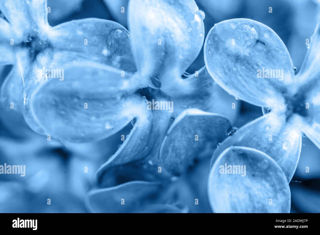 Fleurs de couleur lilas fleurs de couleur très tendance de l'année 2020 Classic Bleu. L'aide macro lumineux couleur 19-4052. Naturel d'inspiration printemps fleurs bloomin Banque D'Images