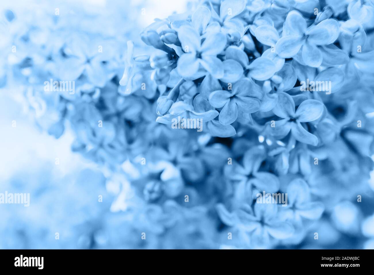 Fleurs de couleur lilas fleurs de couleur très tendance de l'année 2020 Classic Bleu. L'aide macro lumineux couleur 19-4052. Naturel d'inspiration printemps fleurs bloomin Banque D'Images