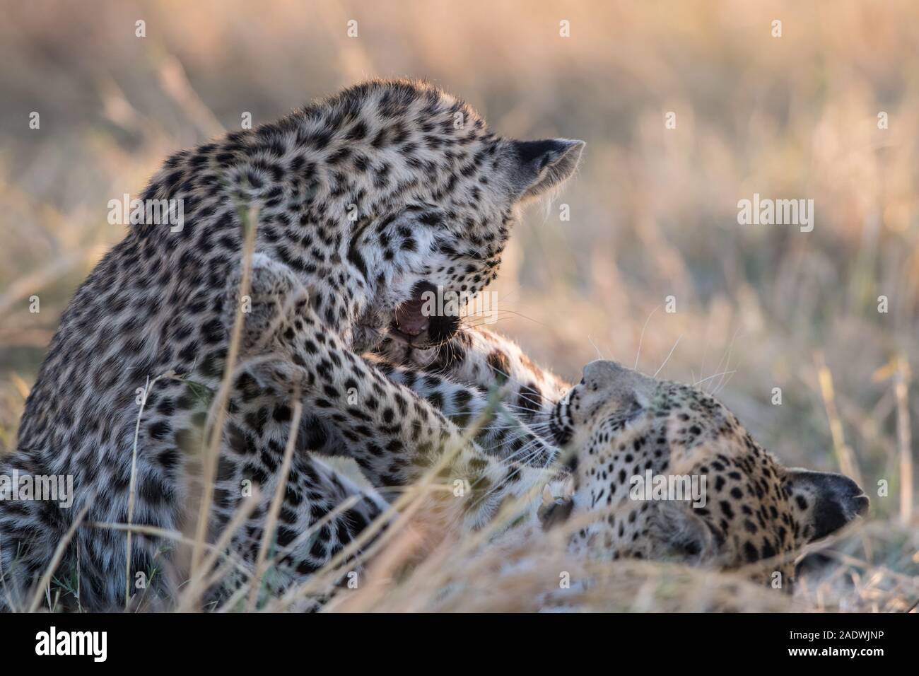 Leopard (Panthera pardus) avec de jeunes cub dans NP Moremi (4ème pont), au Botswana Banque D'Images