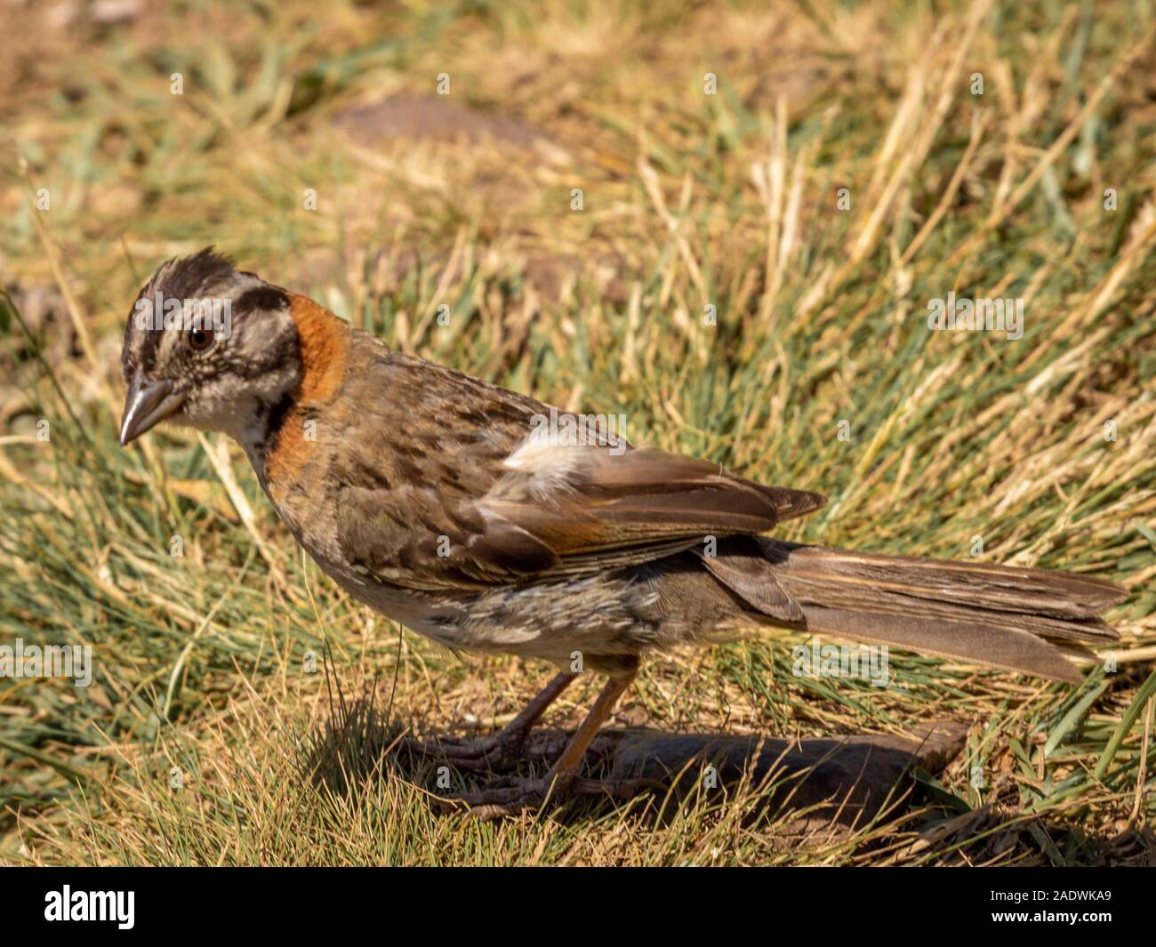 Oiseau brun dans le parc national d'Aparados da Serra L'état de Rio Grande do Sul dans le sud du Brésil Banque D'Images