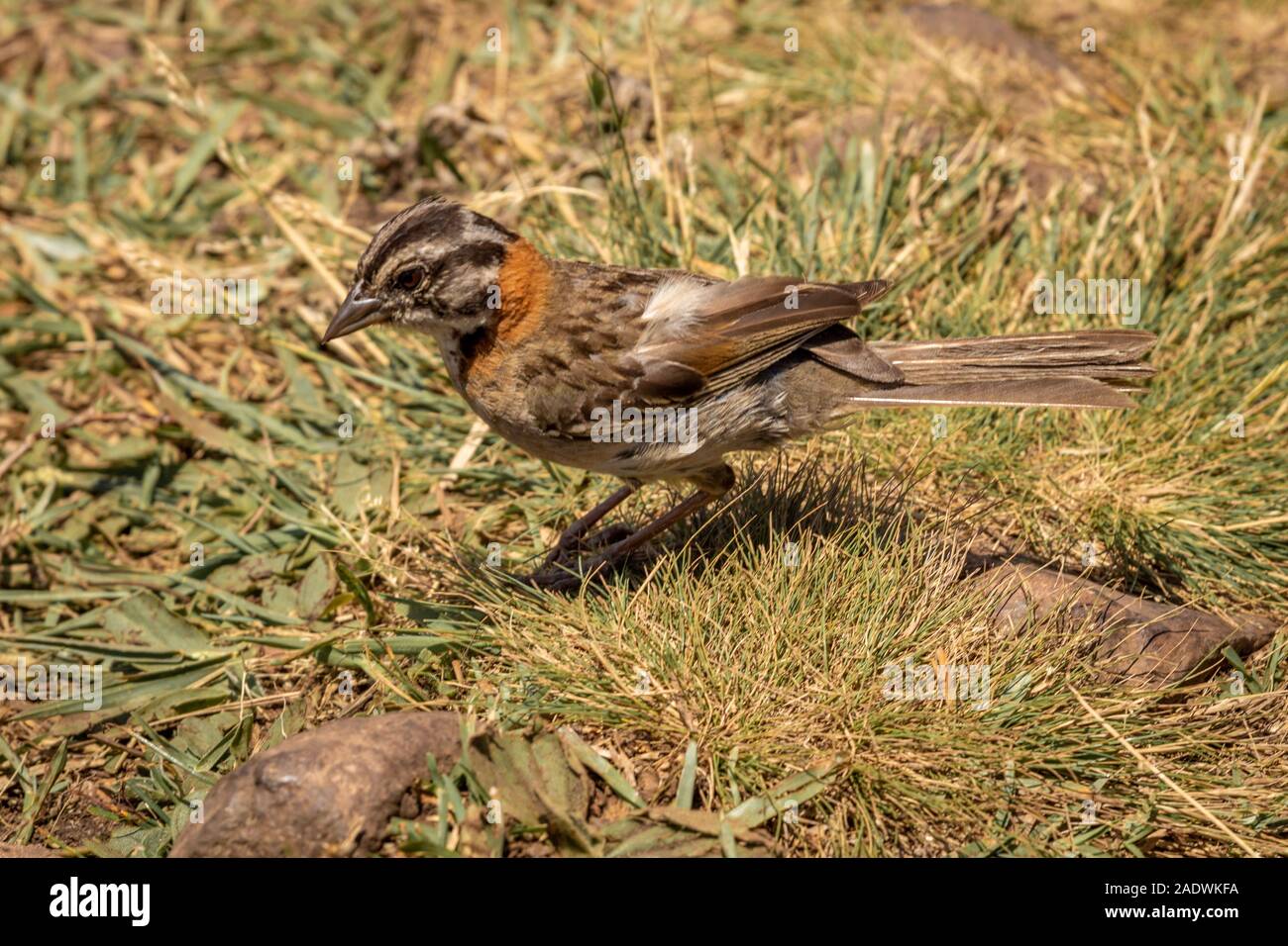 Oiseau brun dans le parc national d'Aparados da Serra L'état de Rio Grande do Sul dans le sud du Brésil Banque D'Images