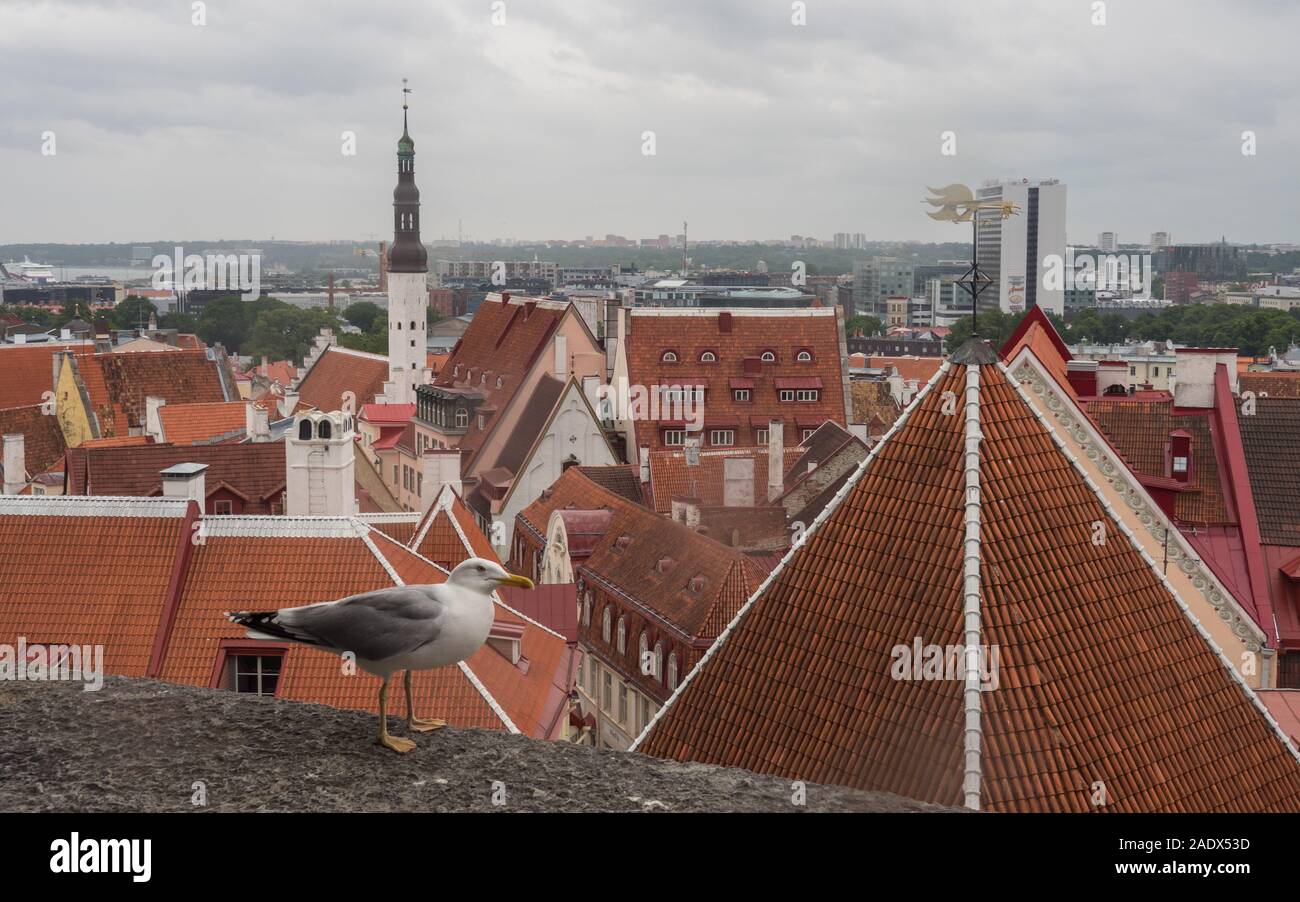 Seagull avec la vieille ville de Tallinn en arrière-plan. Site de l'UNESCO World herritage. Banque D'Images