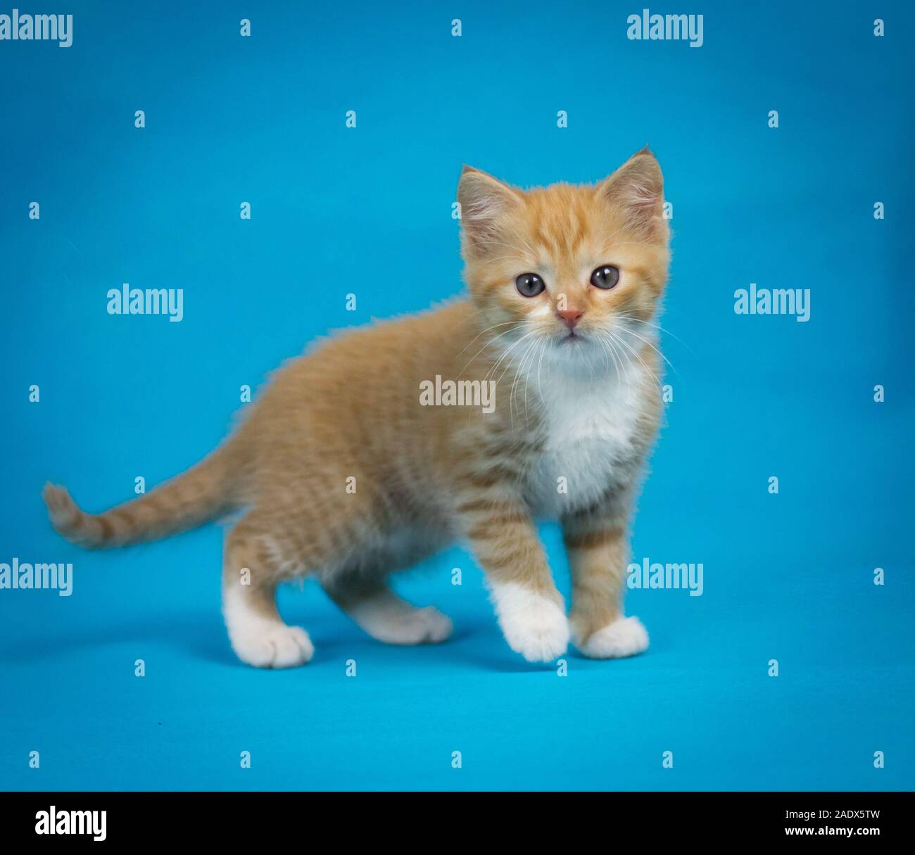 Red tabby kitten debout, la photographie de studio avec fond bleu Banque D'Images