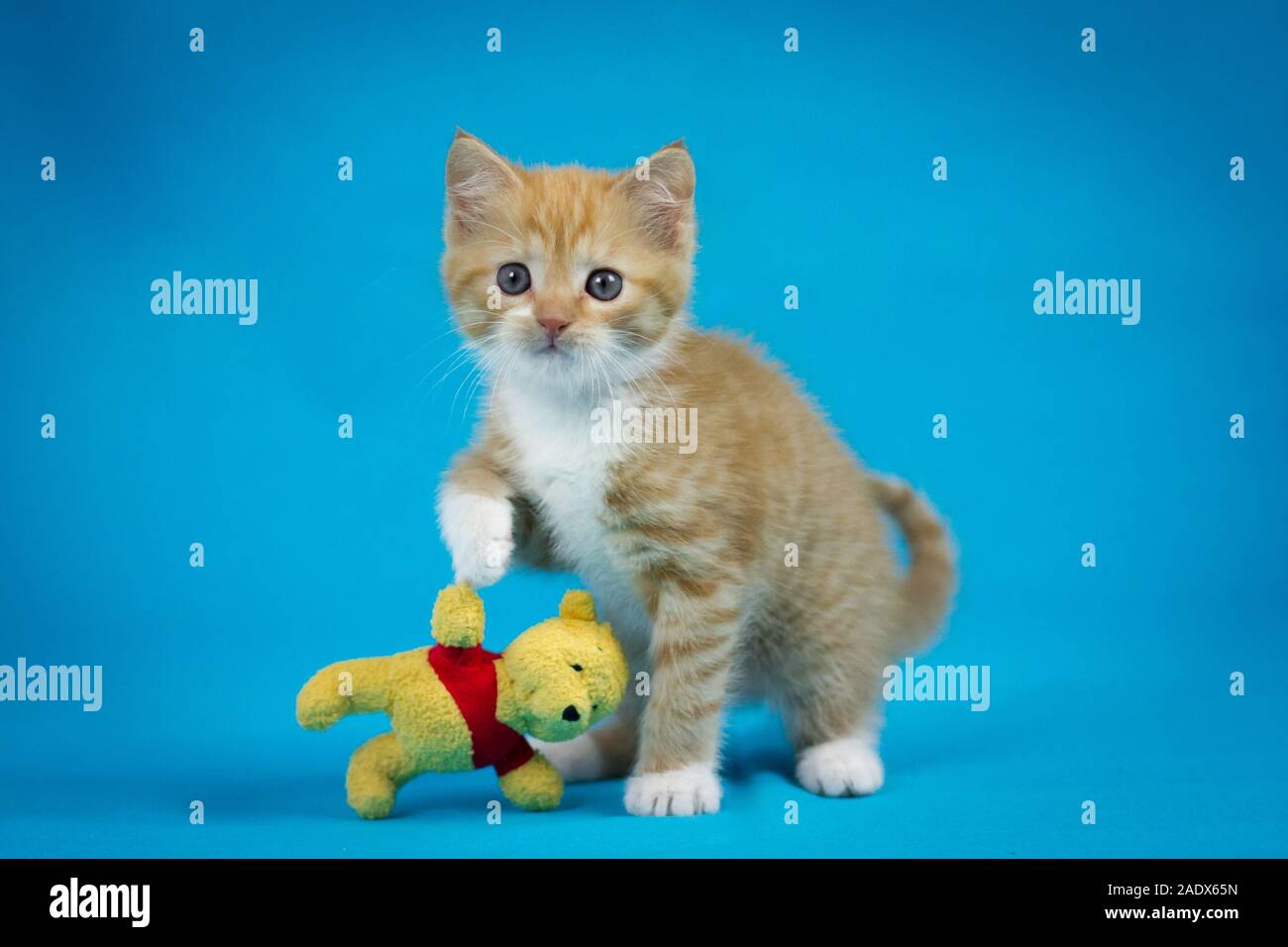 Red tabby adorable chaton jouant avec un ours, la photographie de studio avec fond bleu Banque D'Images