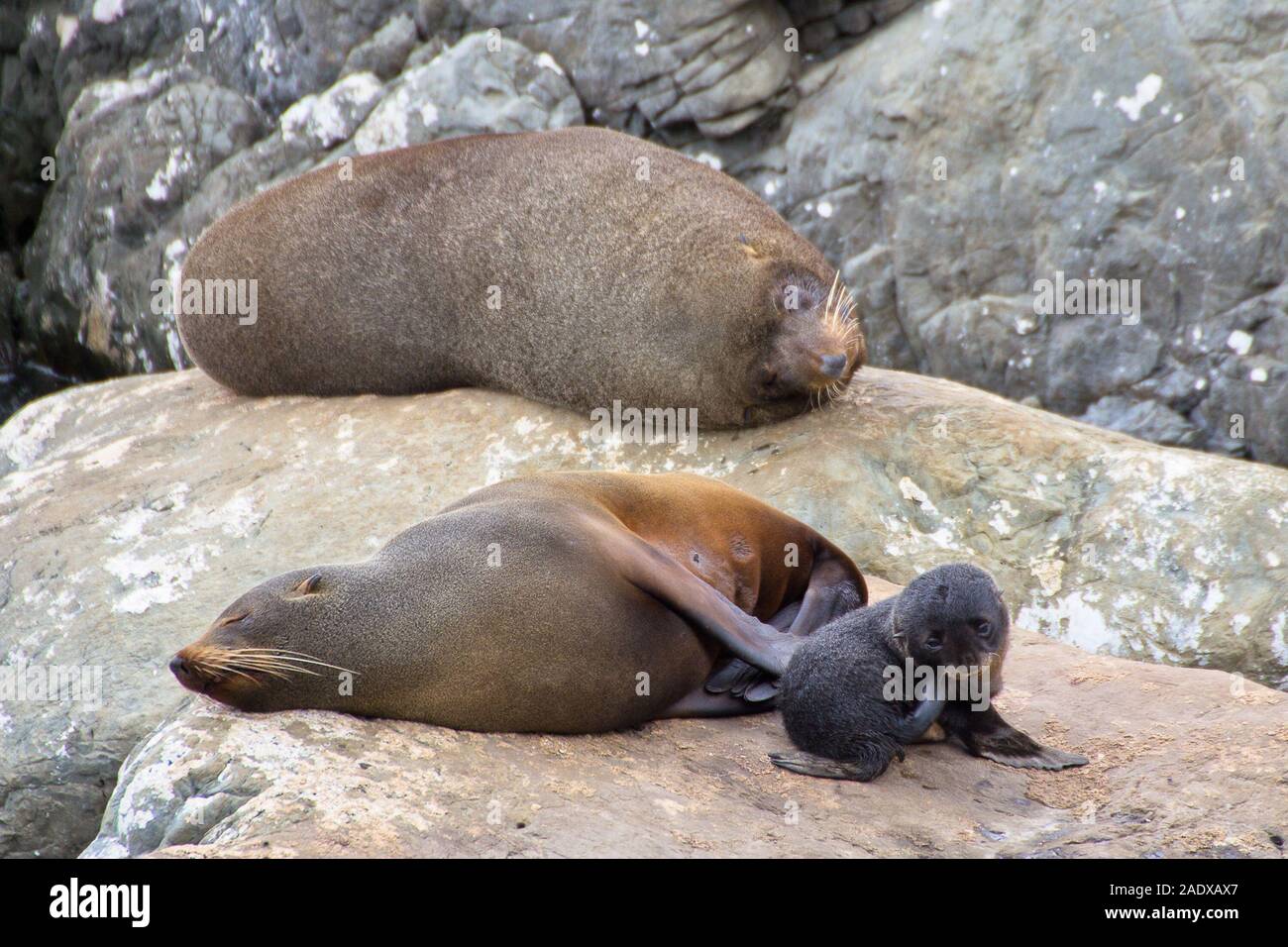 Les otaries à fourrure de Nouvelle-Zélande 3 sur un rocher ; papa, maman et petit chiot. Banque D'Images