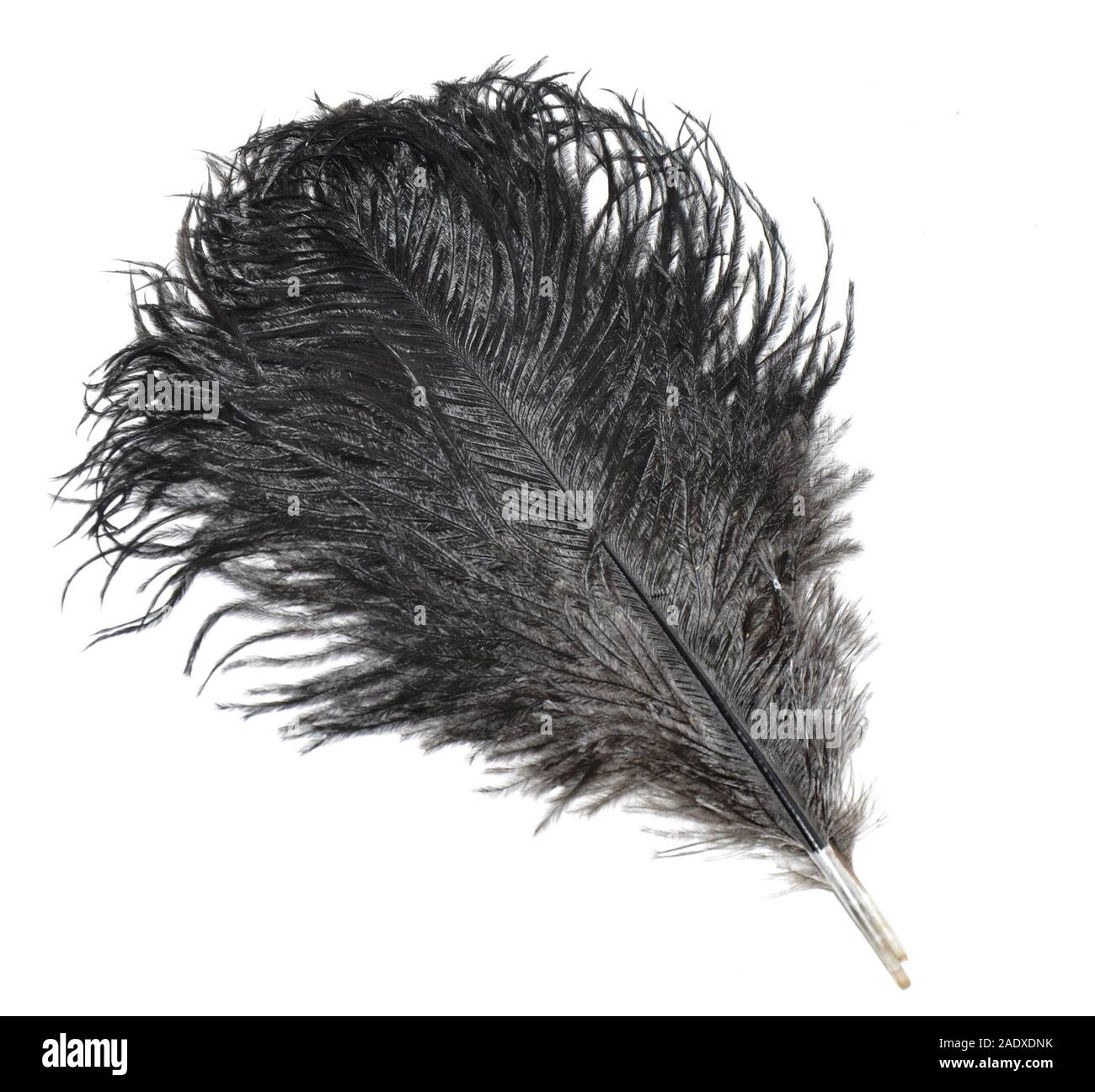 Plumes d'autruche noir isolé sur fond blanc Banque D'Images