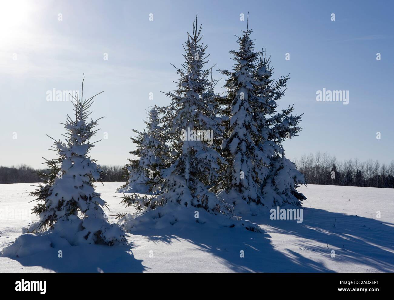 Les épinettes, Picea, couverte de neige lourde, journée ensoleillée après une tempête de neige. Banque D'Images