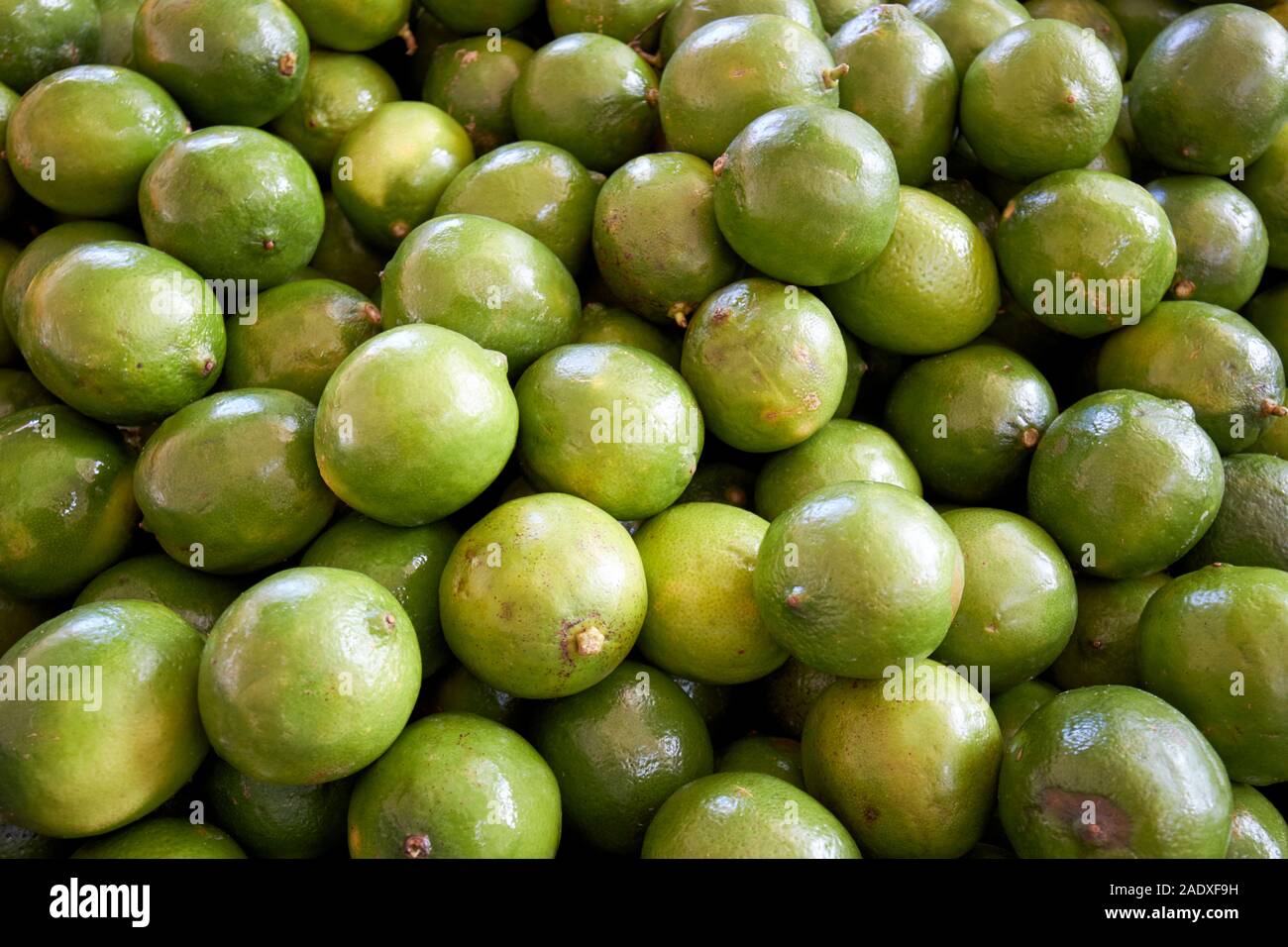 Limes frais produits frais locaux à la vente à un marché de fermiers dans le jardin d'hiver en Floride usa Banque D'Images