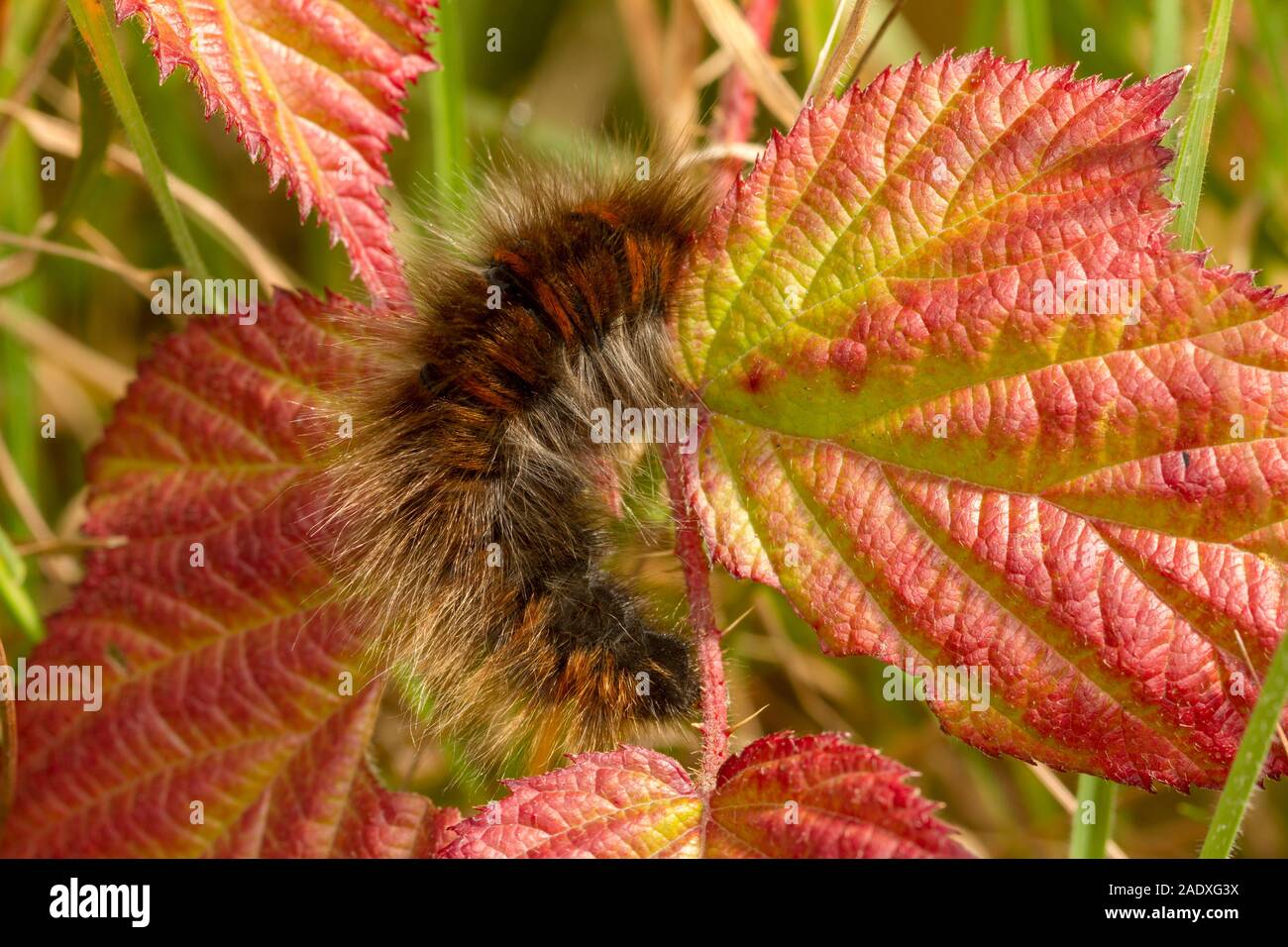 Fox Moth (Macrothylacia rubi) caterpillar sur la barre (Rubus), une de leurs plantes alimentaires larvaires. Banque D'Images