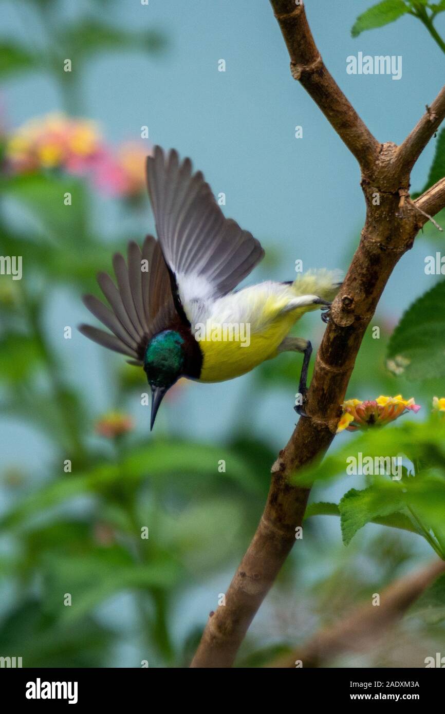 Croupion pourpre Sunbird à Bhadravathi, Karnataka, Inde Banque D'Images