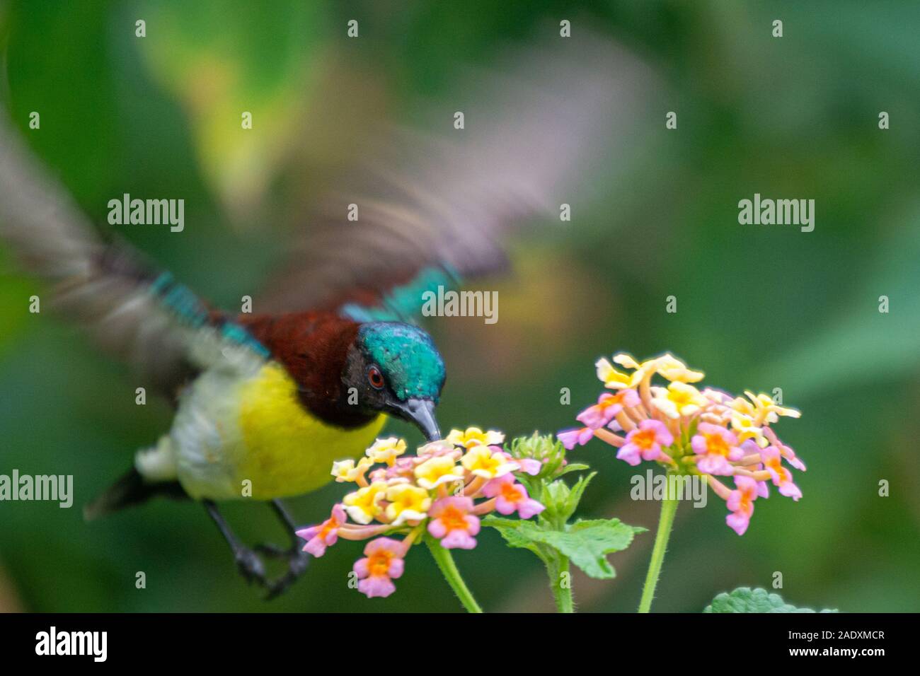 Croupion pourpre Sunbird à Bhadravathi, Karnataka, Inde Banque D'Images