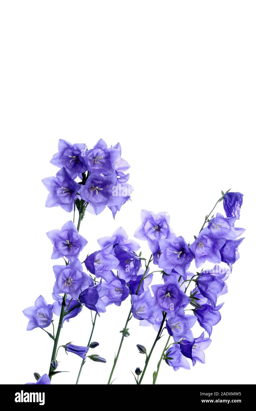 Tiges de fleurs bleu Campanjula Plan moyen contre un fond blanc, pur Banque D'Images