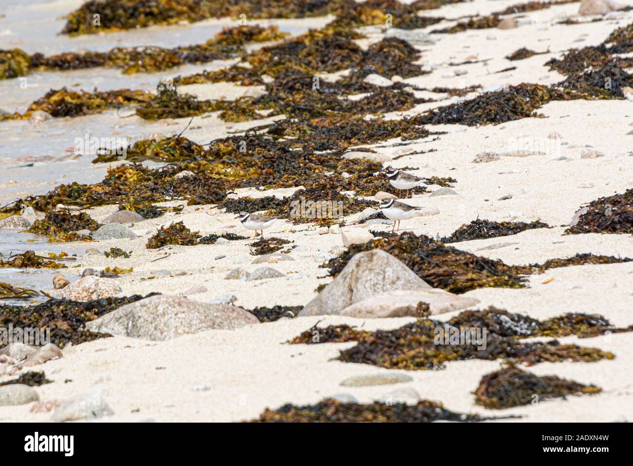Trois (Gravelot Charadrius hiaticula) sur une plage Banque D'Images