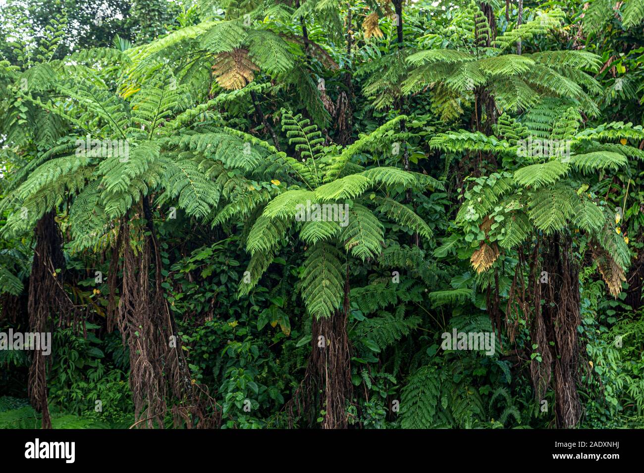 Fougères géantes, forêt nationale de El Yunque, Luquillo, Porto Rico Banque D'Images