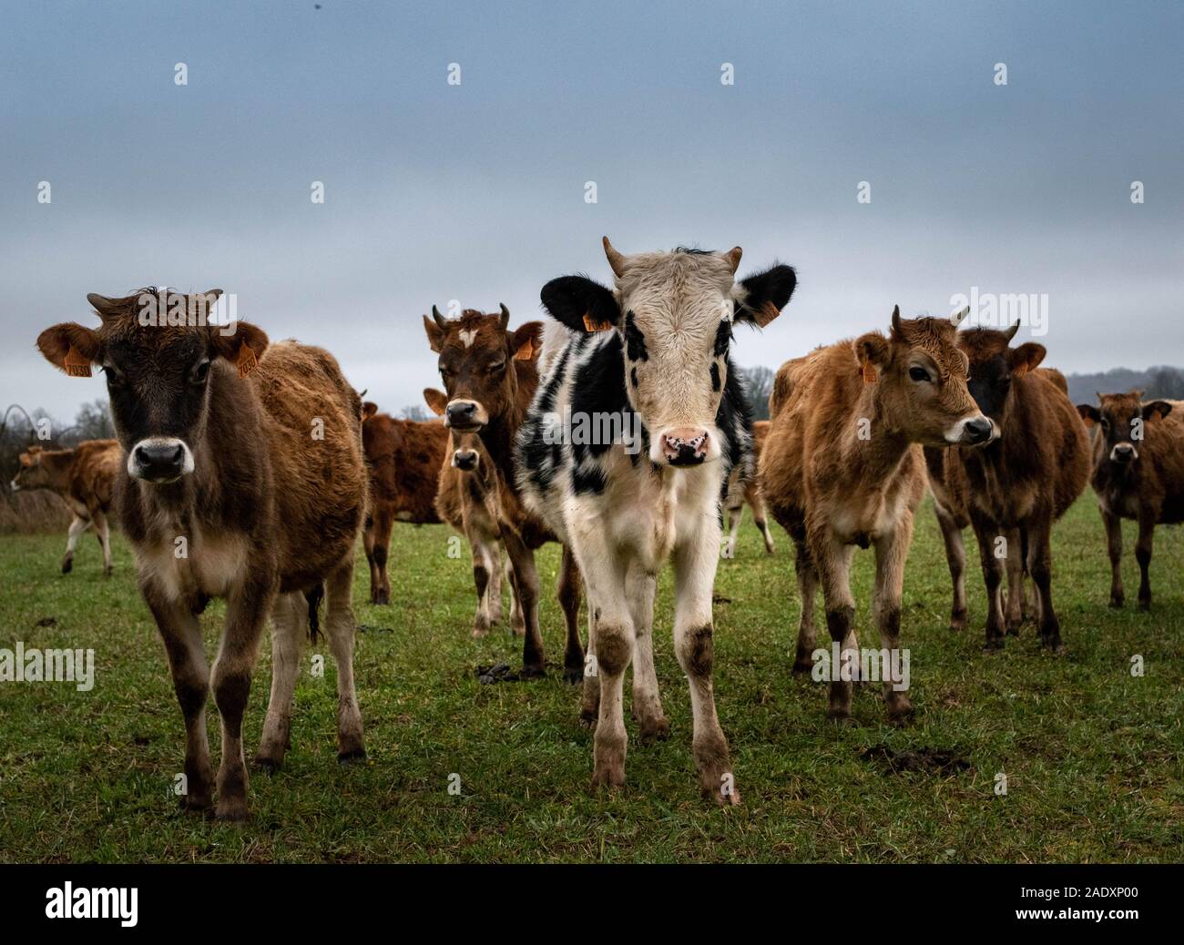 Le blanc et le brun vaches dans un pré. Temps nuageux en France Banque D'Images