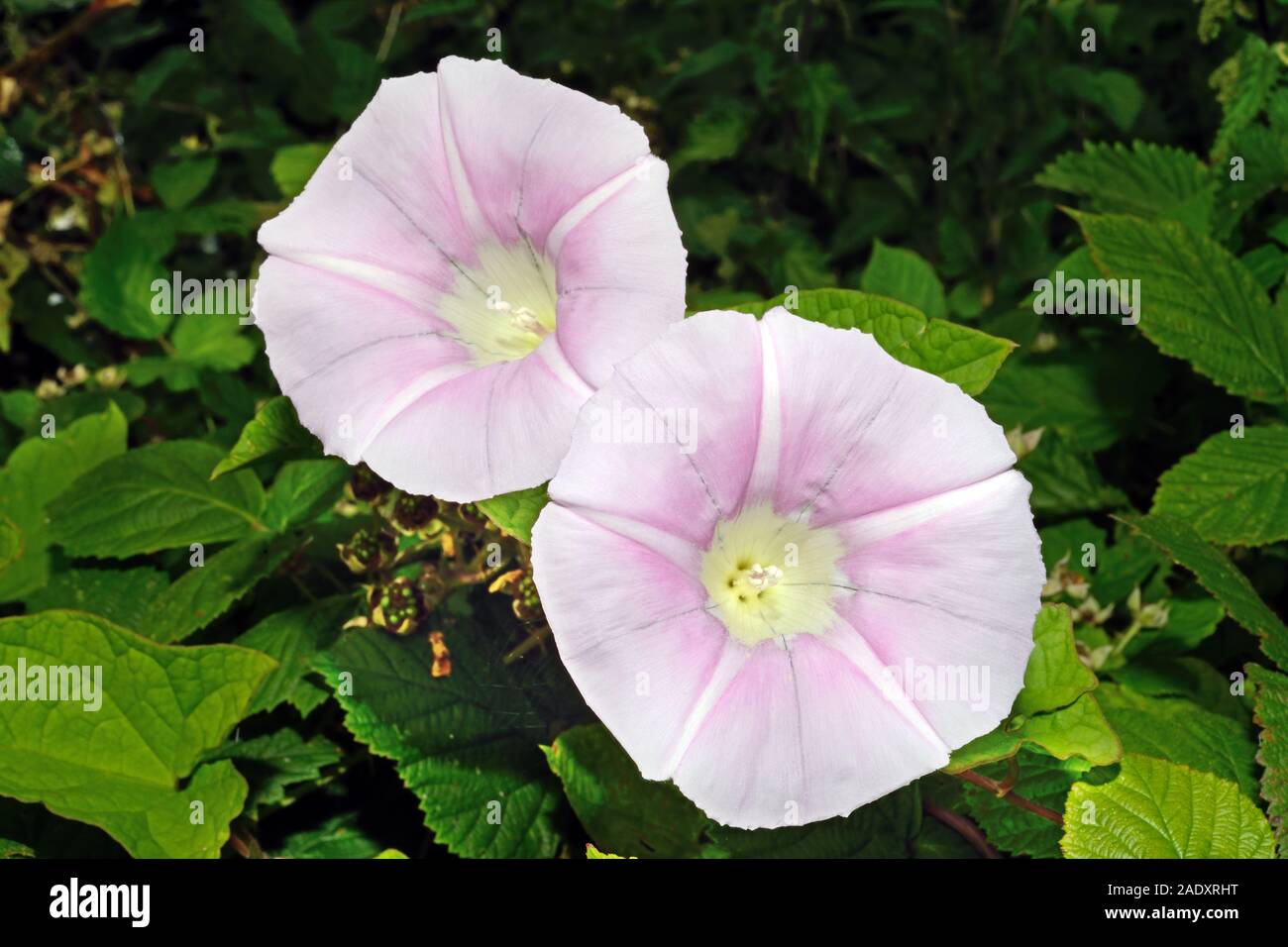 Liseron Calystegia silvatica (géant) est originaire du sud de l'Europe mais a été introduit dans les autres domaines. Il grimpe sur les haies et clôtures. Banque D'Images