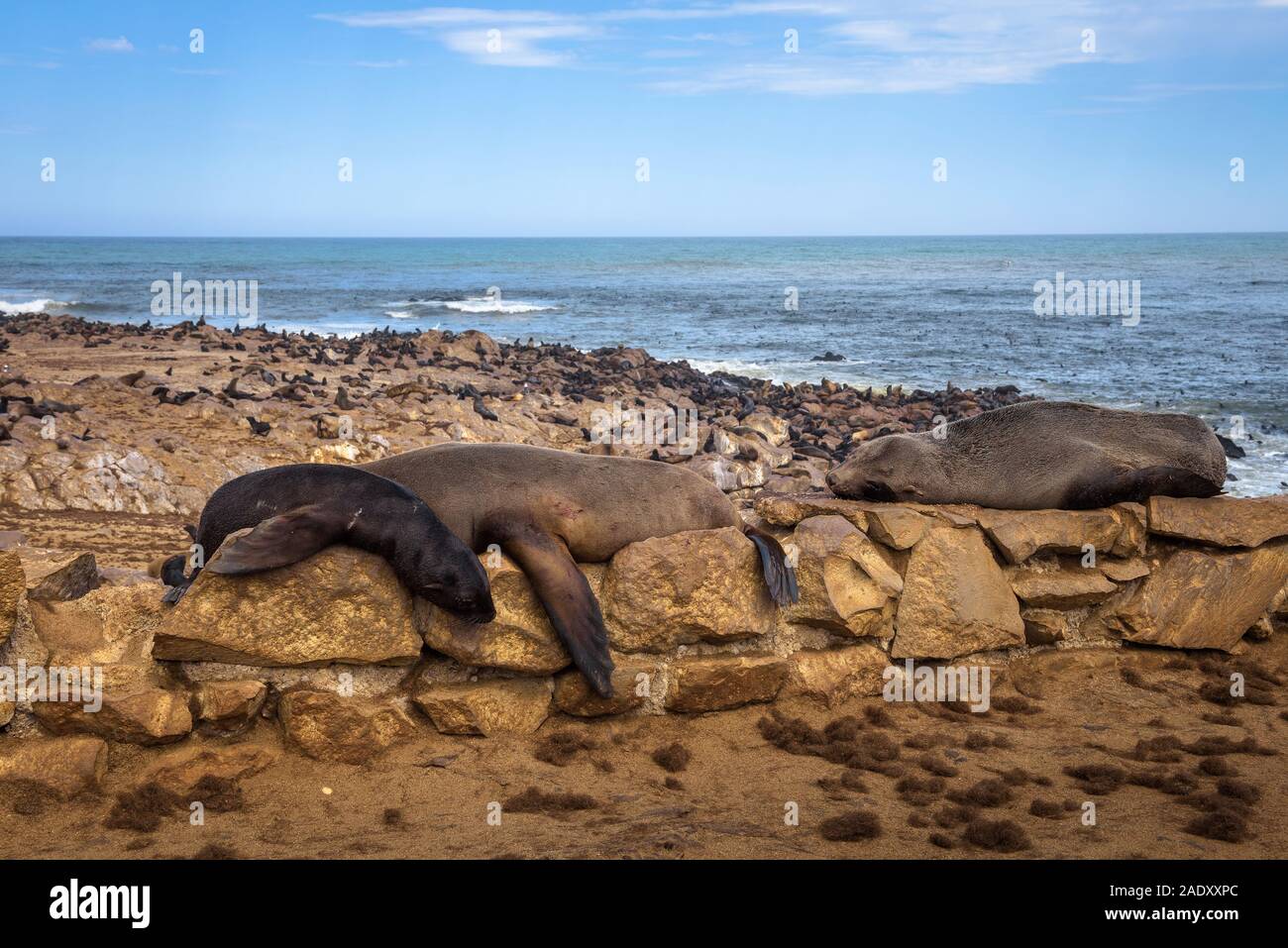 Colonie de la fourrure de phoque à Cape Cross Seal Reserve, la Namibie. Cape Cross est une petite pointe dans l'Atlantique Sud, en Côte des Squelettes de l'ouest de la Namibie. Banque D'Images