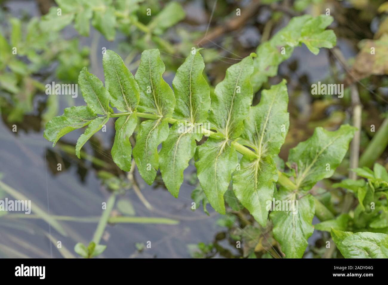 Feuillage de ce que l'on pense être Berula erecta / eau moins petite - Parsnip mais pourrait être Fool's Watercress / Apium nodiflorum dans le fossé de drainage. VOIR LES REMARQUES Banque D'Images