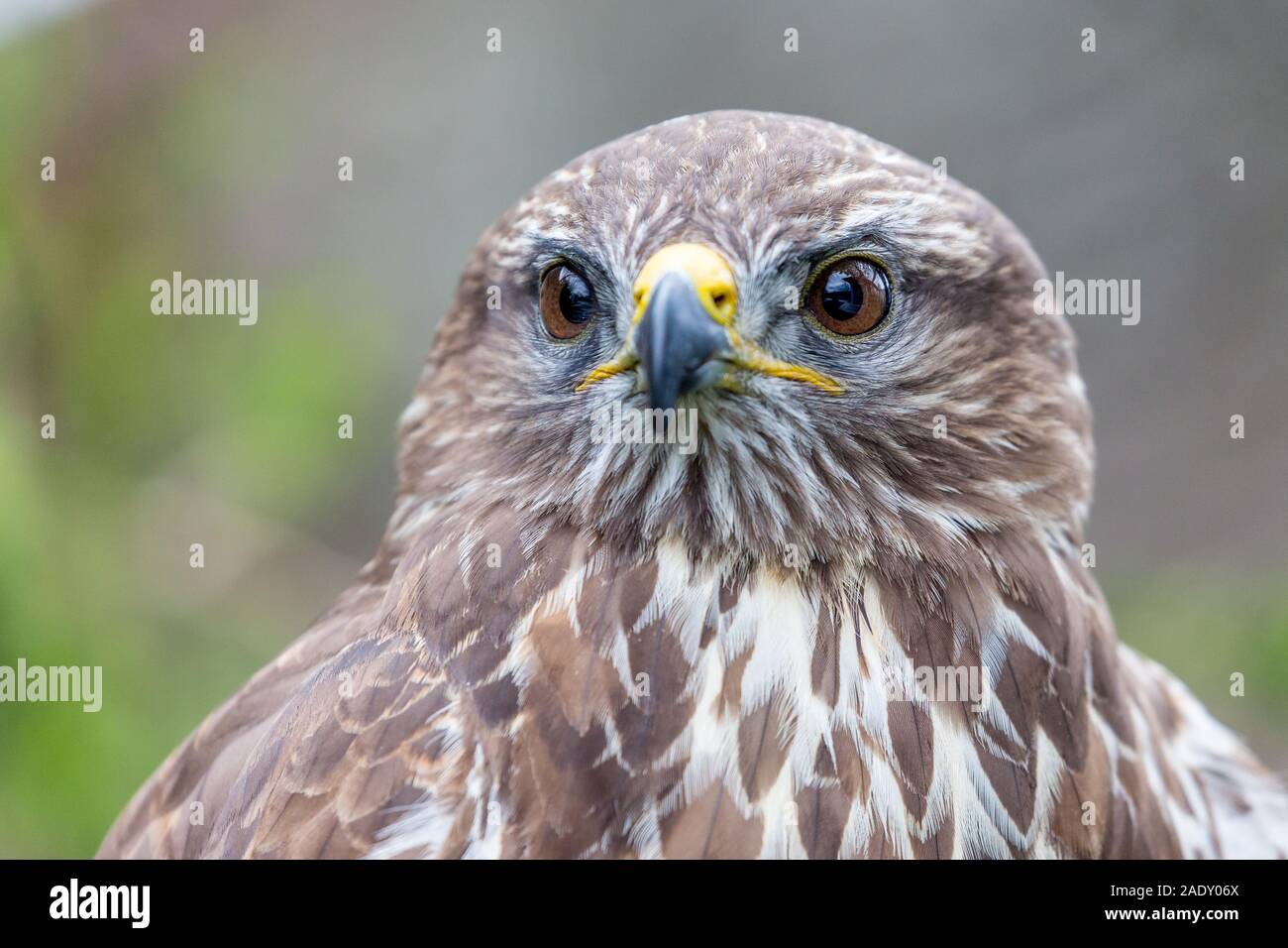 Portrait Portrait de golden eagle bird de prier avec arrière-plan flou. Selective focus Banque D'Images