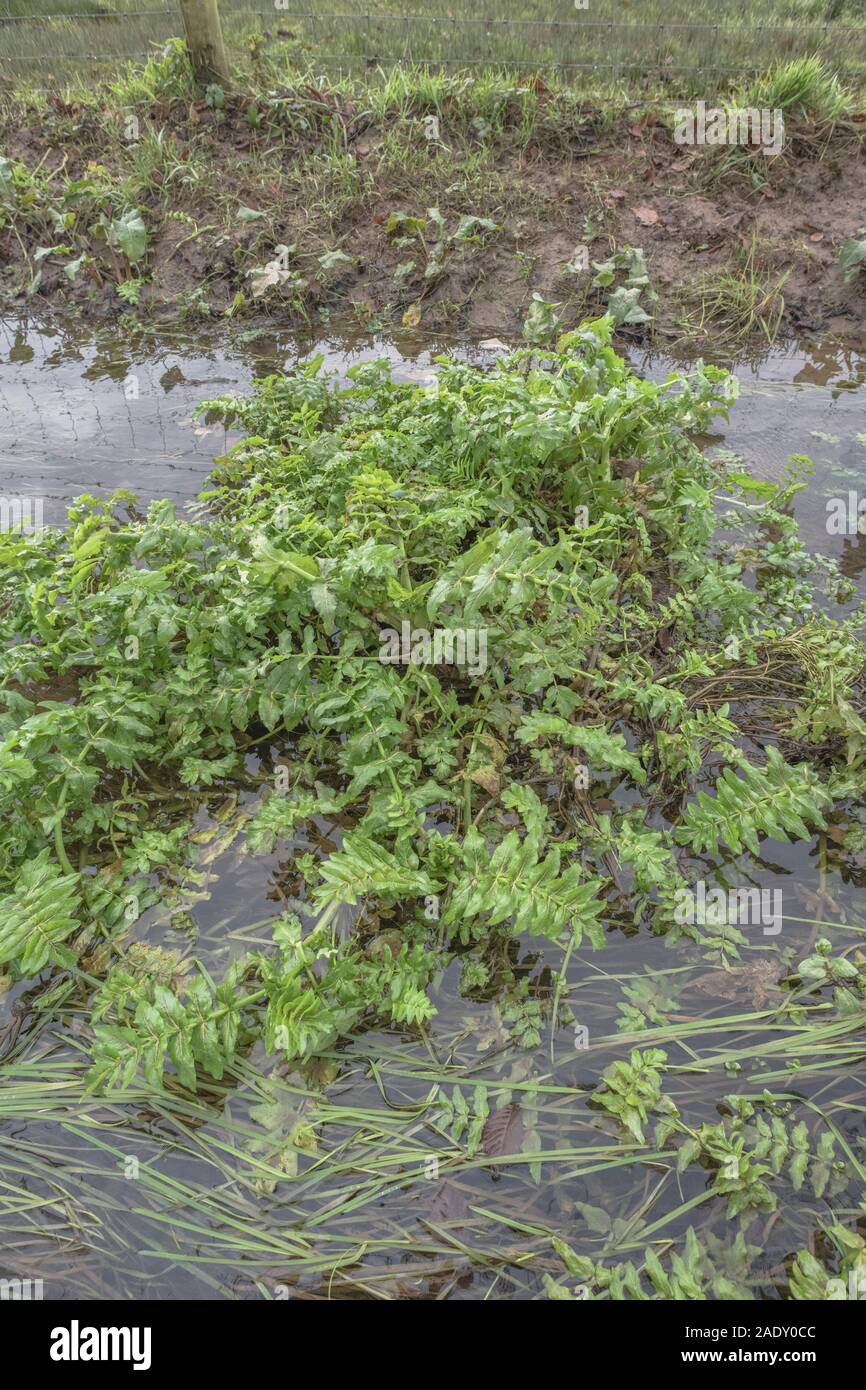 Feuillage de ce que l'on pense être Berula erecta / eau moins petite - Parsnip mais pourrait être Fool's Watercress / Apium nodiflorum dans le fossé de drainage. VOIR LES REMARQUES Banque D'Images