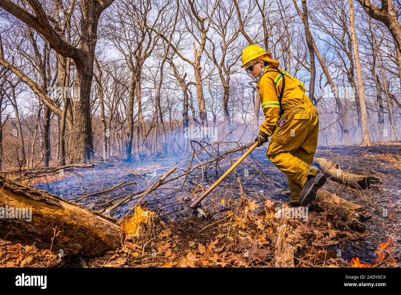 Noir à Partridge Woods dans le comté de Cook préserve la forêt, Ambre Kunz avec Les Amis de la forêt préserve utilise un râteau incendie (affectueusement appelé un 'f Banque D'Images