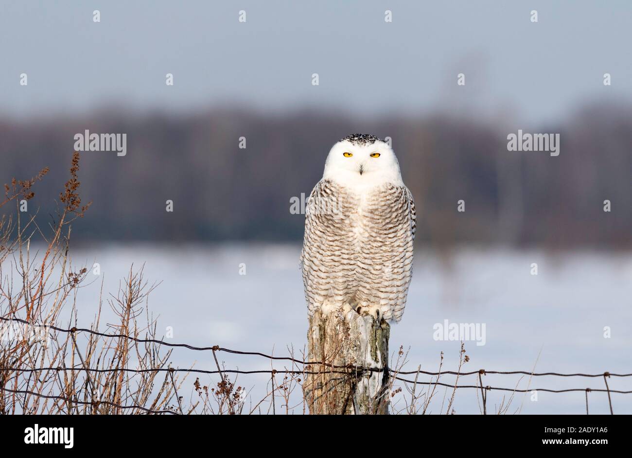 Chouette des neiges (bubo scandiacus) dans la neige, Ontario Canada Banque D'Images