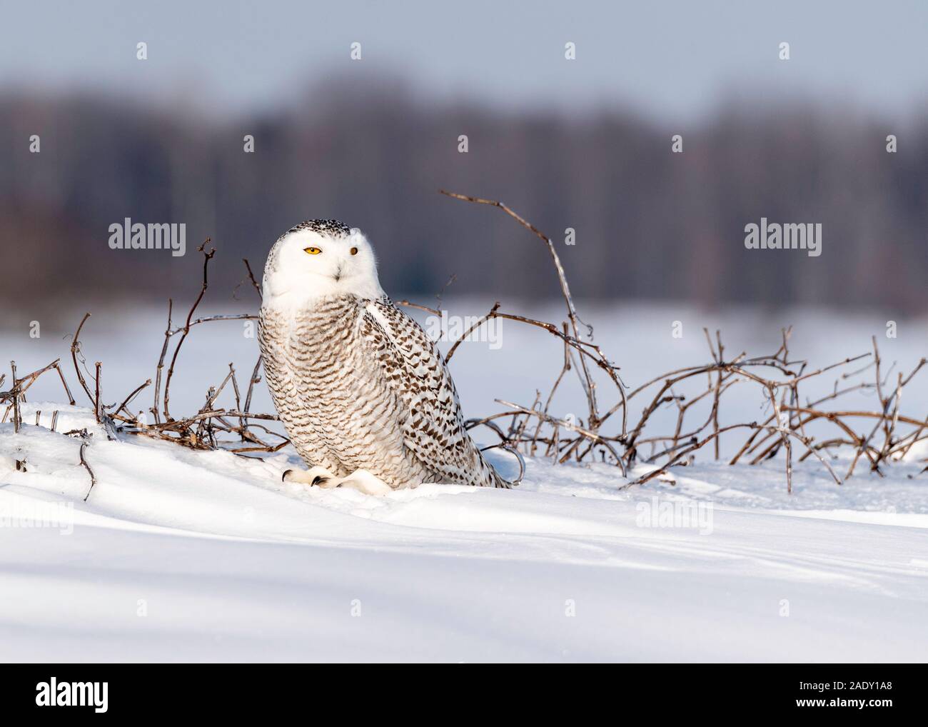 Chouette des neiges (bubo scandiacus) dans la neige, Ontario Canada Banque D'Images