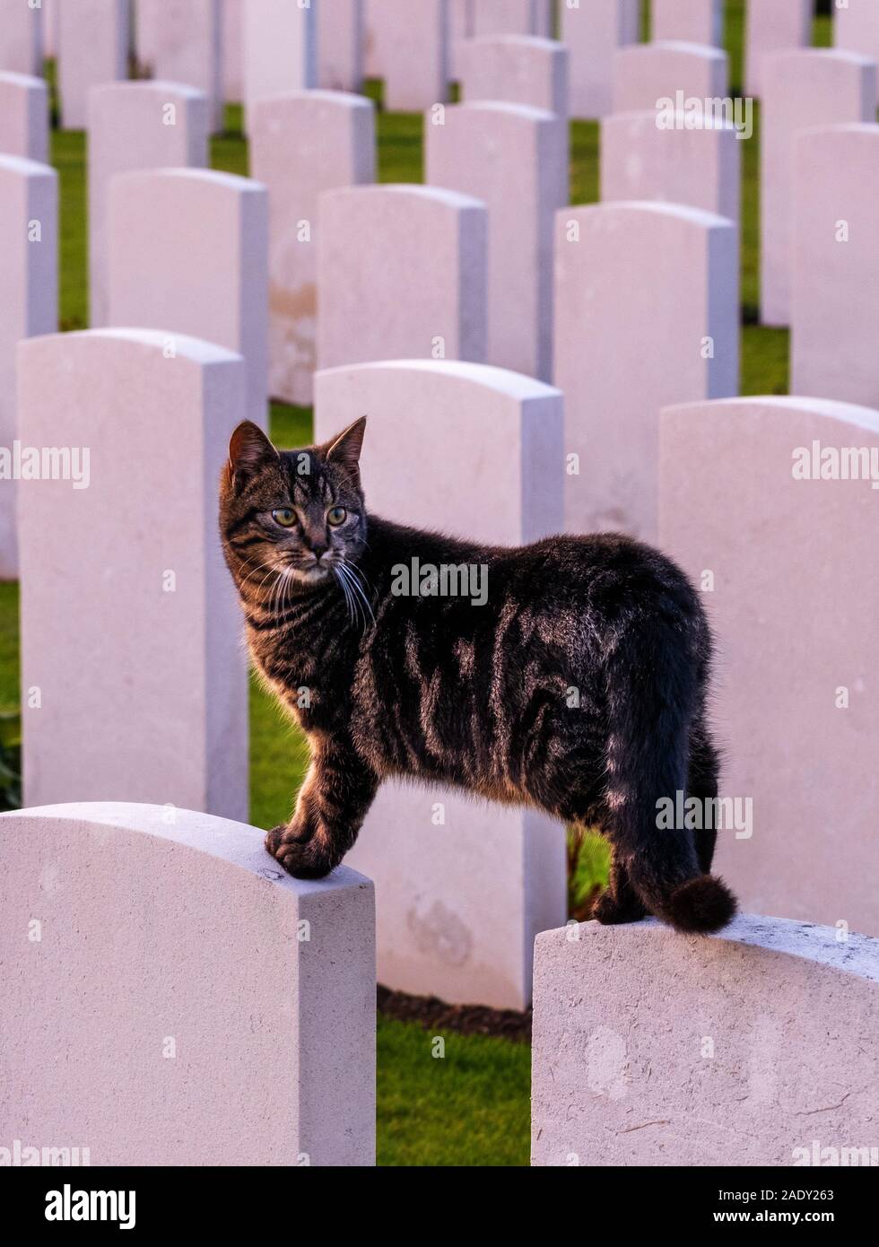 Chat assis sur les pierres tombales du cimetière de Bedford House près d'Ypres Banque D'Images