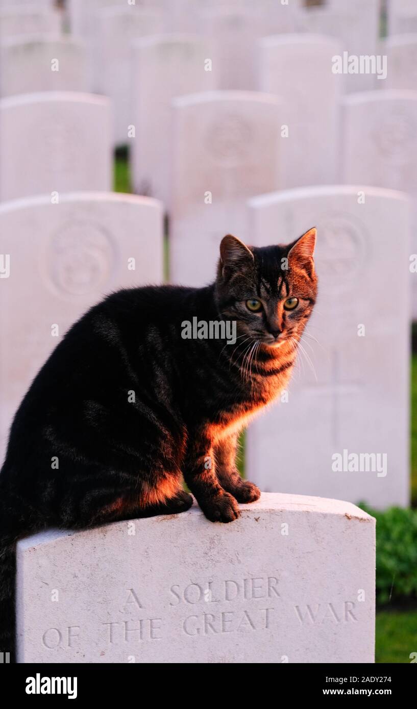 Chat assis sur les pierres tombales du cimetière de Bedford House près d'Ypres Banque D'Images