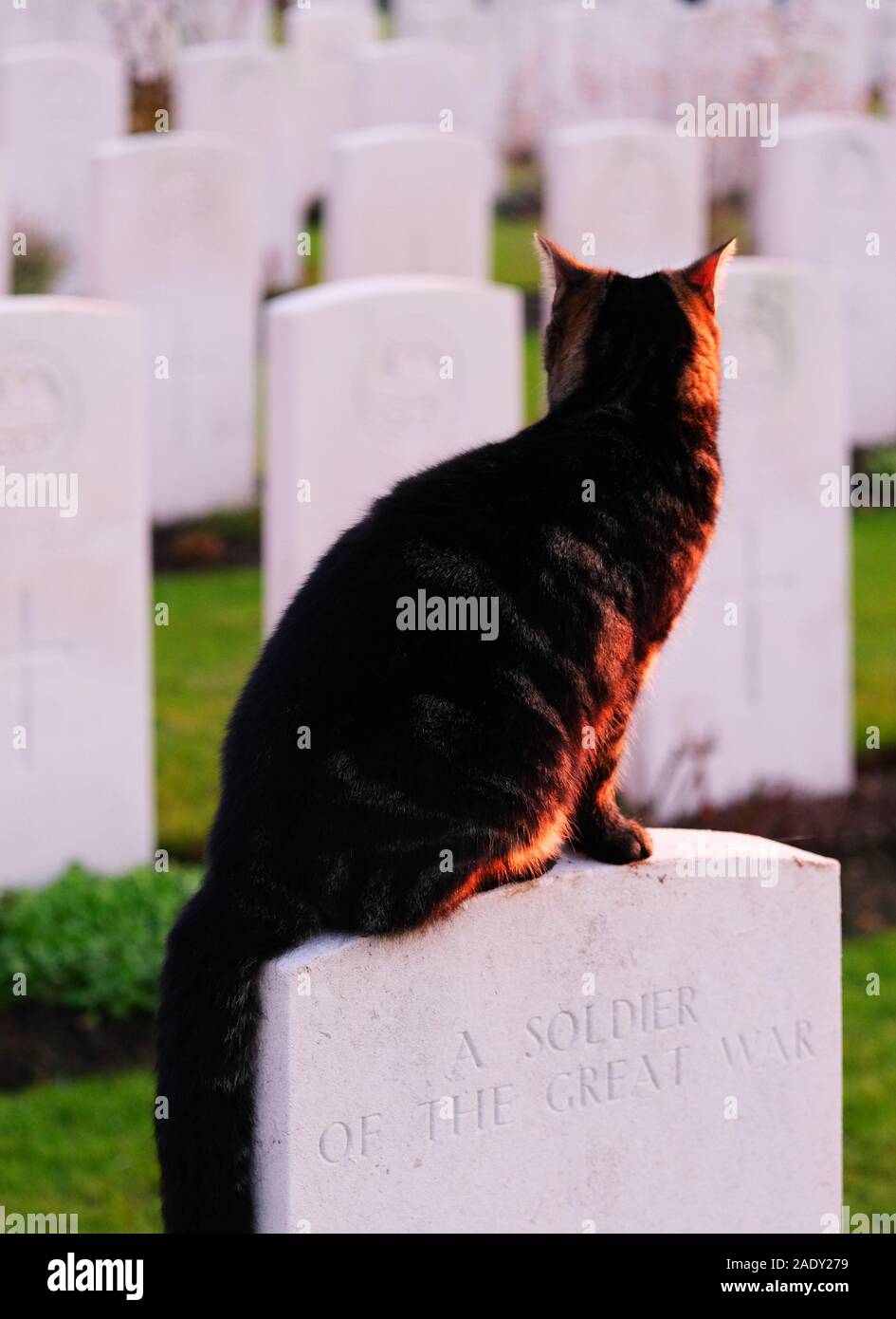 Chat assis sur les pierres tombales du cimetière de Bedford House près d'Ypres Banque D'Images