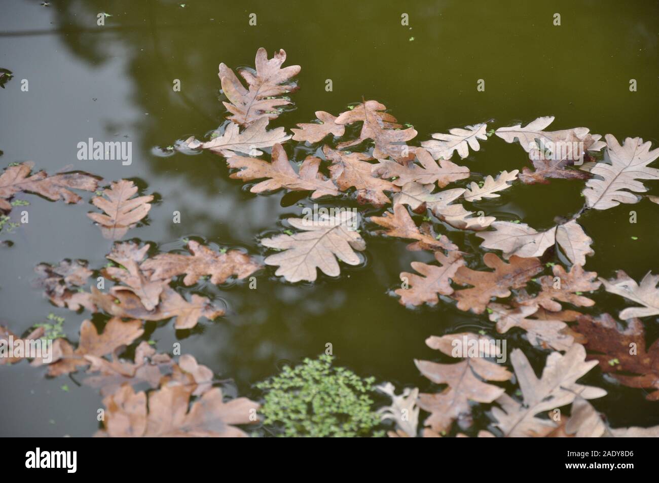 Feuilles de chêne tombé flottant dans l'eau Banque D'Images