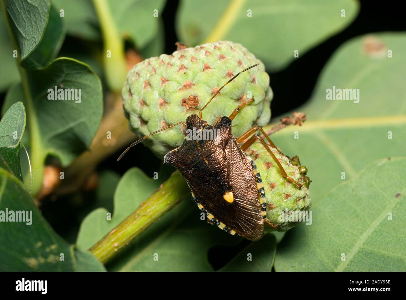 Protection des forêts Bug Banque D'Images