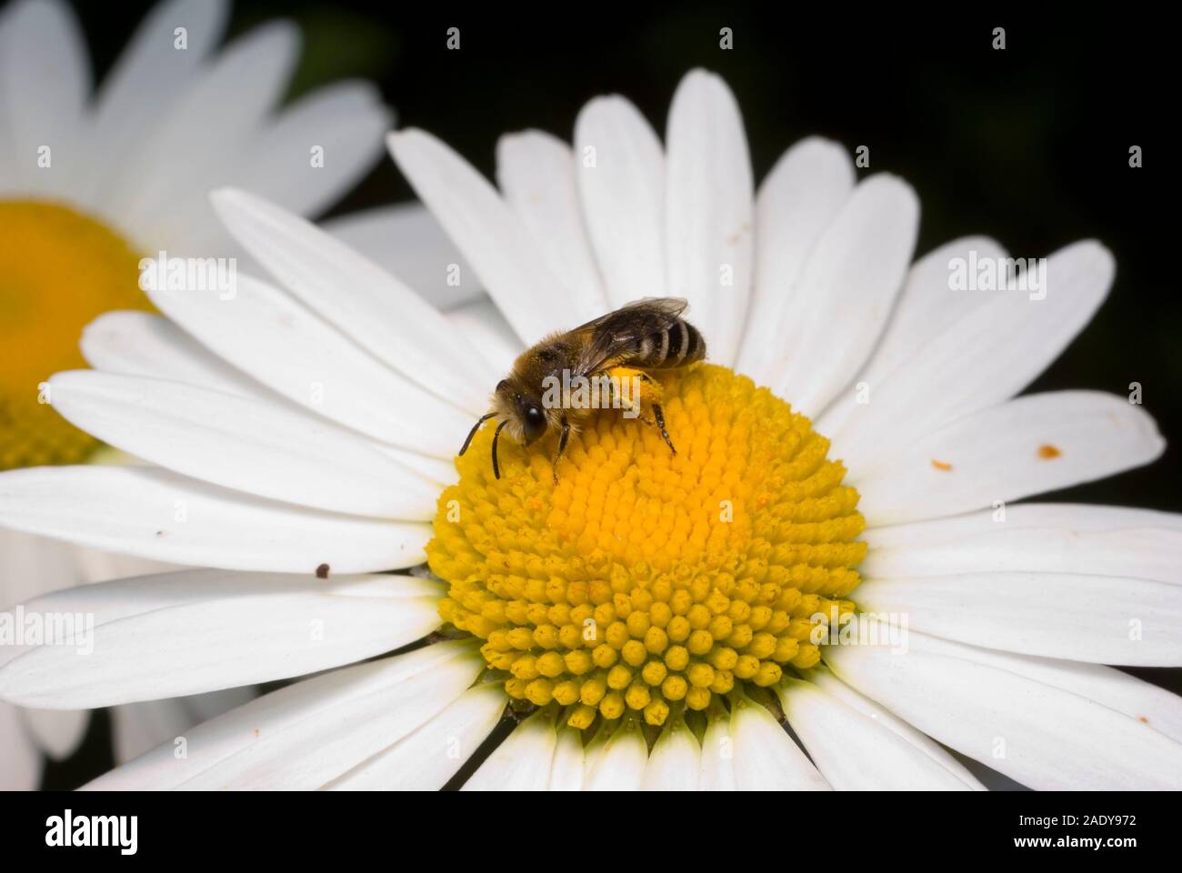 Abeille à miel Banque D'Images