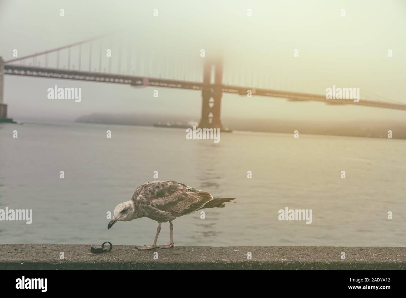 Jeune guette de l'Ouest (Larus occidentalis), avec le Golden Gate Bridge en arrière-plan, San Francisco, Californie, États-Unis. Banque D'Images