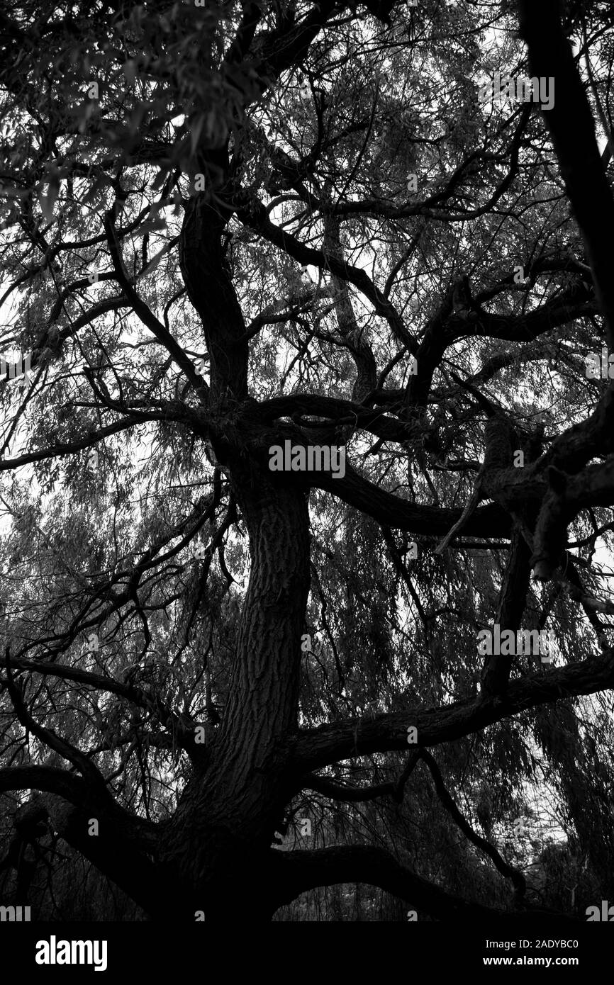 Richmond Park et Isabelle plantation Banque D'Images