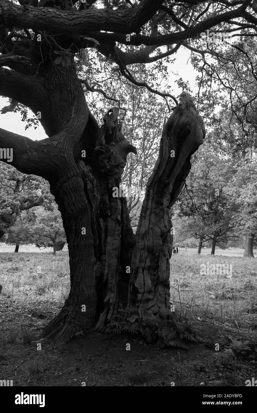 Richmond Park et Isabelle plantation Banque D'Images