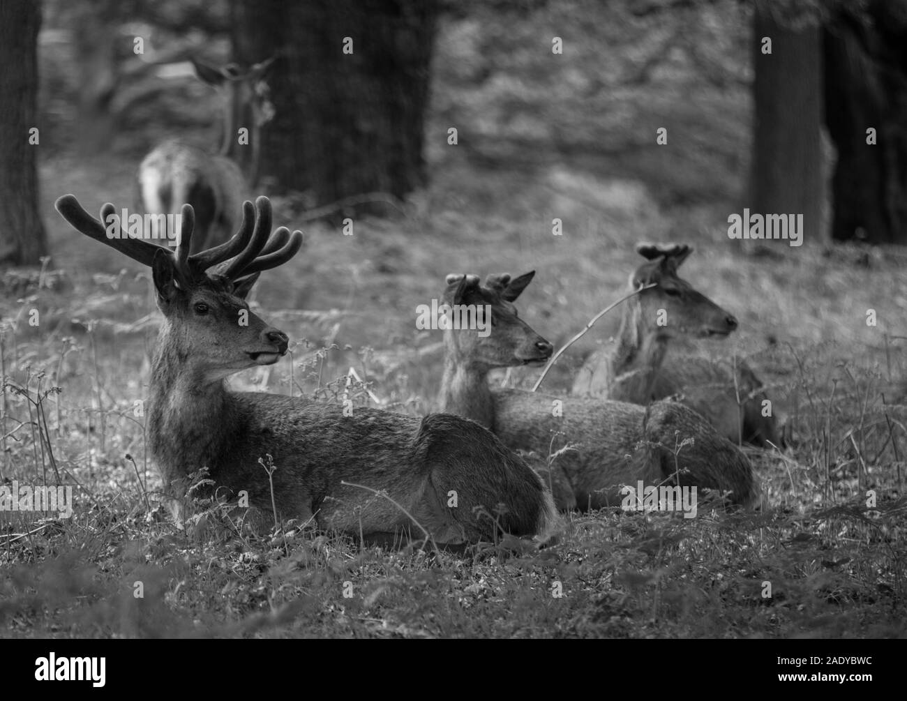 Richmond Park et Isabelle plantation Banque D'Images