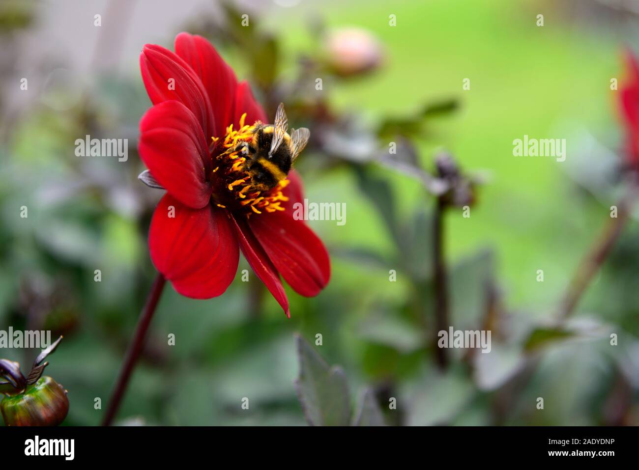 L'évêque de canterbury,Dahlia fleur pivoine dahlia, violet prune,fleurs,fleurs,fleurs,feuillage foncé Floral RM Banque D'Images