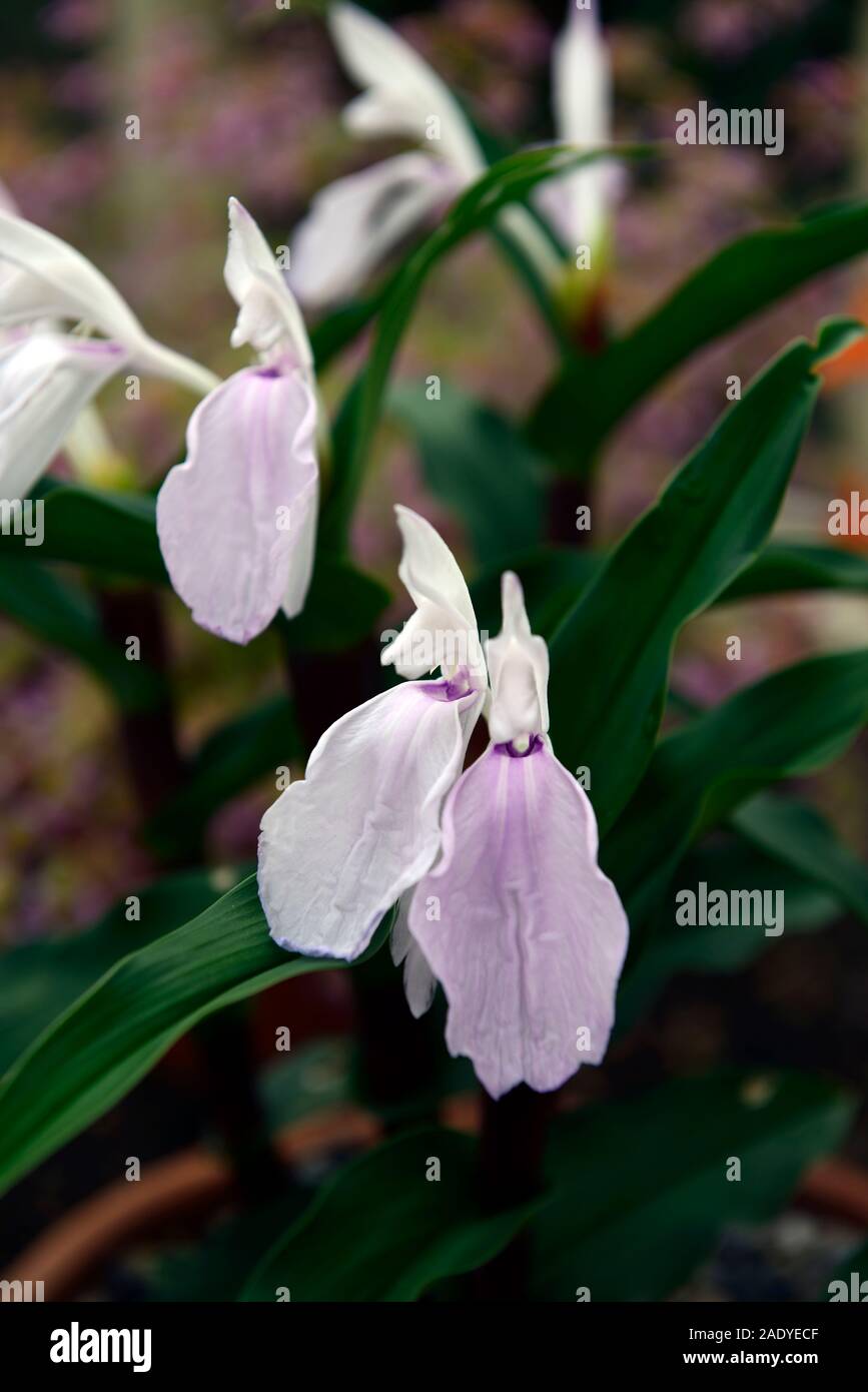 Roscoea purpurea pourpre violet,Vincent,fleurs,fleurs,fleurs,fleurs floral RM Banque D'Images