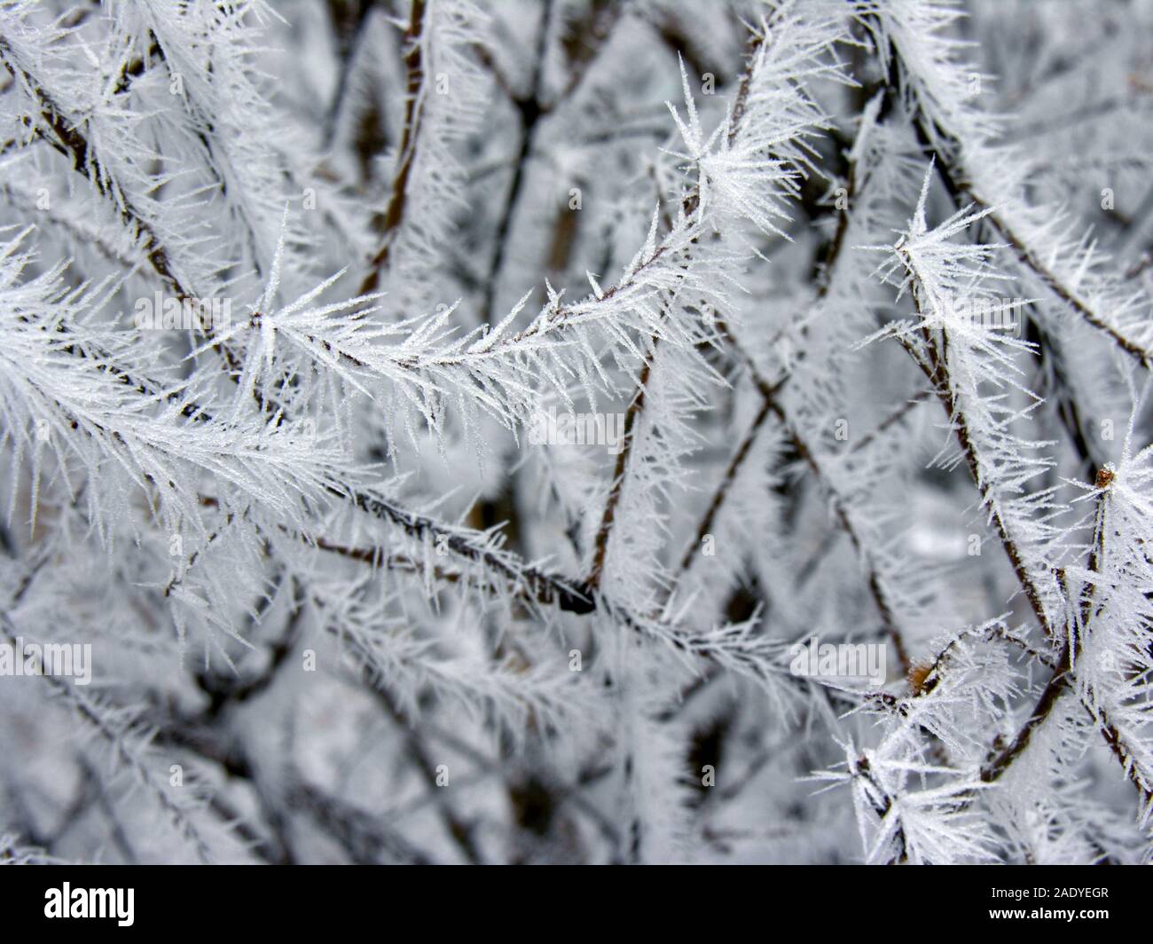 Direction frozen dans la nature de l'hiver, le gel cristaux sur la branche Banque D'Images