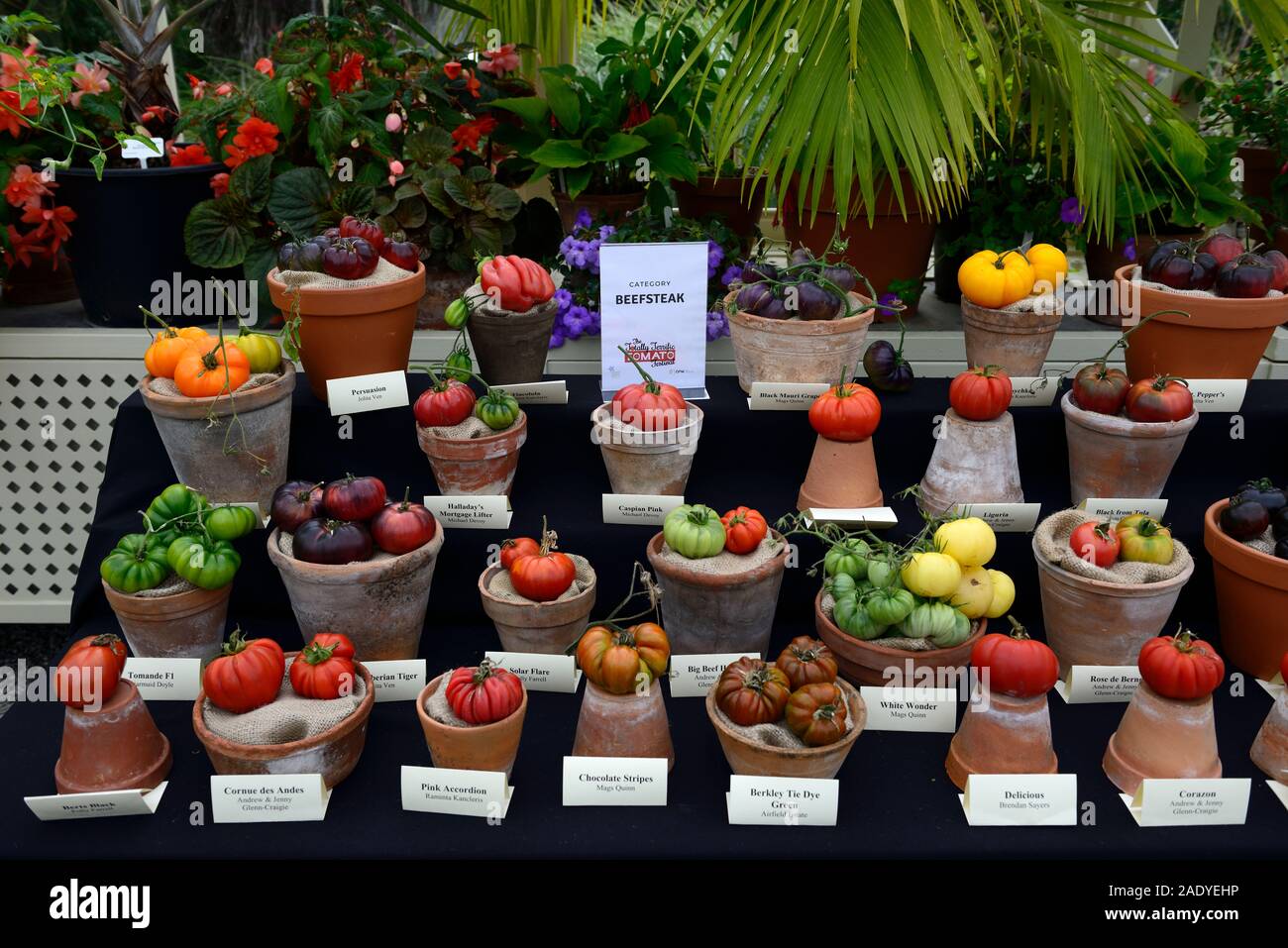 Fantastique Festival totalement Tomate,National Botanic Gardens of Ireland,Glasnevin Dublin,Ville,cultivars de tomate,affichage,affiche,la,fruits,exh Banque D'Images