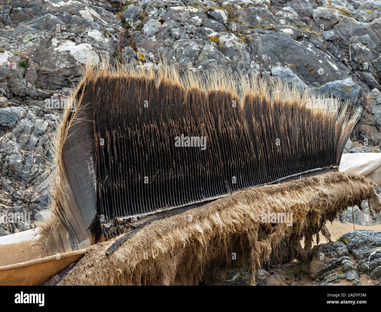 Détail de pièces buccales de peigne filtre fanons morts Rorqual commun (Balaenoptera physalus) échoués sur la plage de l'île de Kiloran, Colonsay, Ecosse, Royaume-Uni Banque D'Images