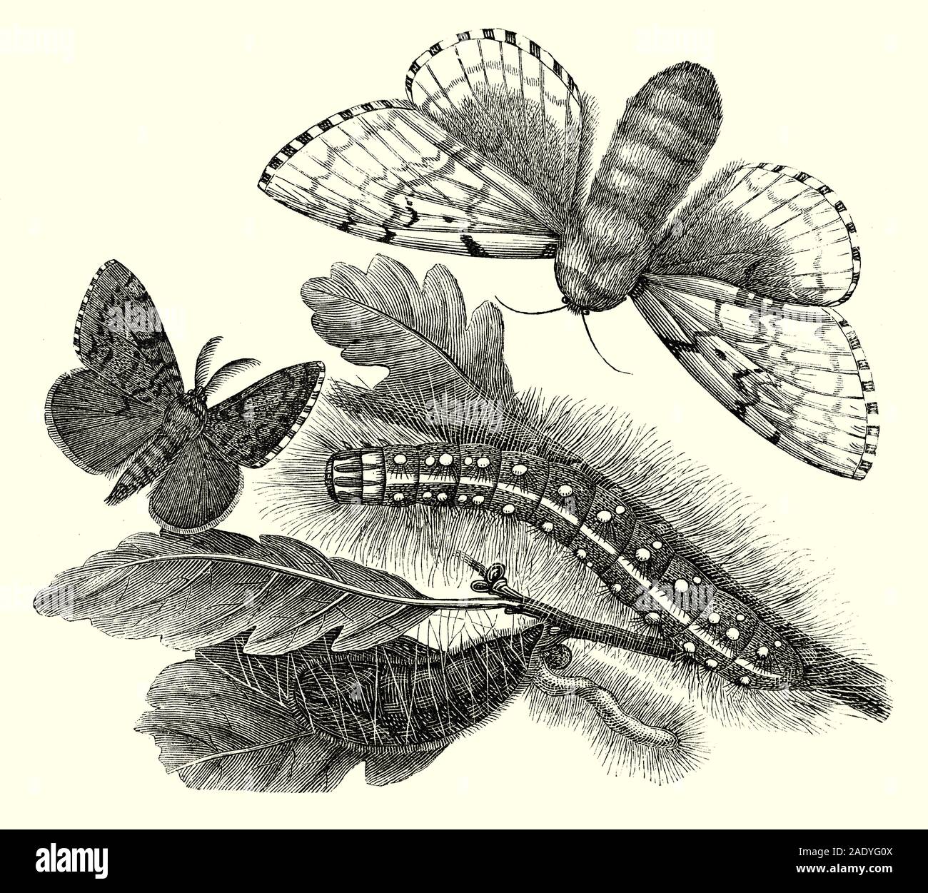 Les pins adultes mâles et femelles (ver à soie Bombyx dispar) et ses caterpillar et chryslis. Lymantria dispar , appelé le bombyx dans sa forme imago et la spongieuse dans sa forme de Caterpillar, est une espèce de lépidoptères (papillons) de la famille des Lymantriidae (ou Erebidae selon les classifications). Cet insecte est considéré comme un ravageur des forêts de feuillus, notamment les forêts de chêne, dans l'hémisphère nord. Les dégâts sont dus à chenilles qui se nourrissent des feuilles de nombreuses espèces d'arbres. C'est une espèce envahissante en Amérique du Nord Banque D'Images